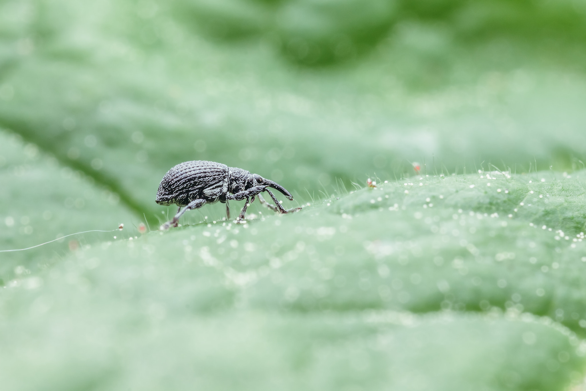 Canon EOS 50D + Tamron SP AF 90mm F2.8 Di Macro sample photo. Anthonomus rubi (vattukärsäkäs) on the leaf photography