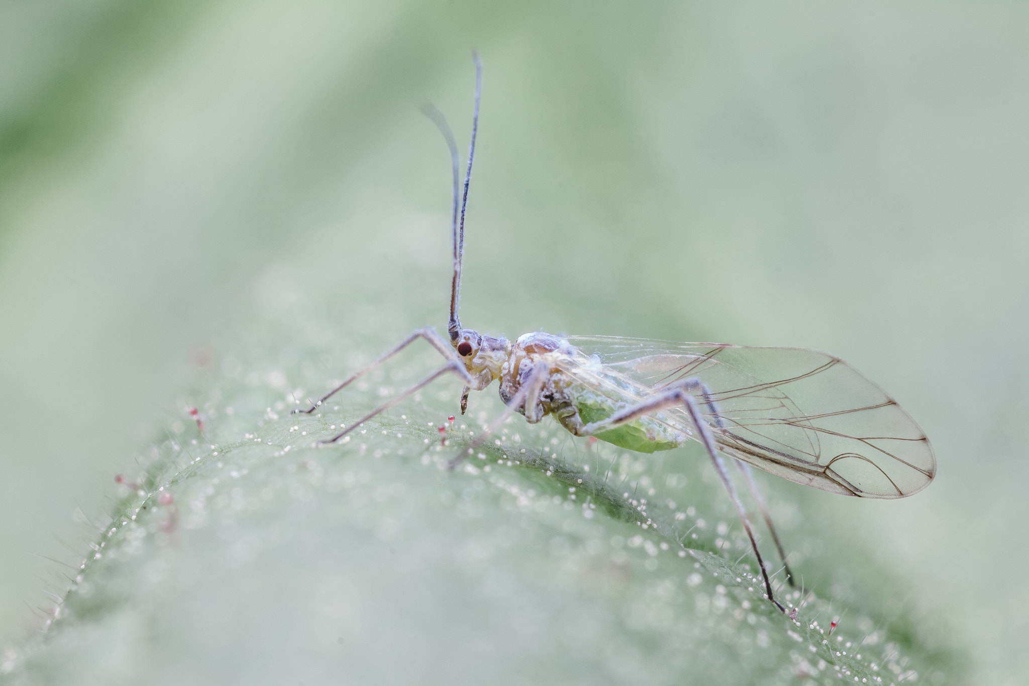 Canon EOS 50D + Tamron SP AF 90mm F2.8 Di Macro sample photo. Aphid on leaf photography