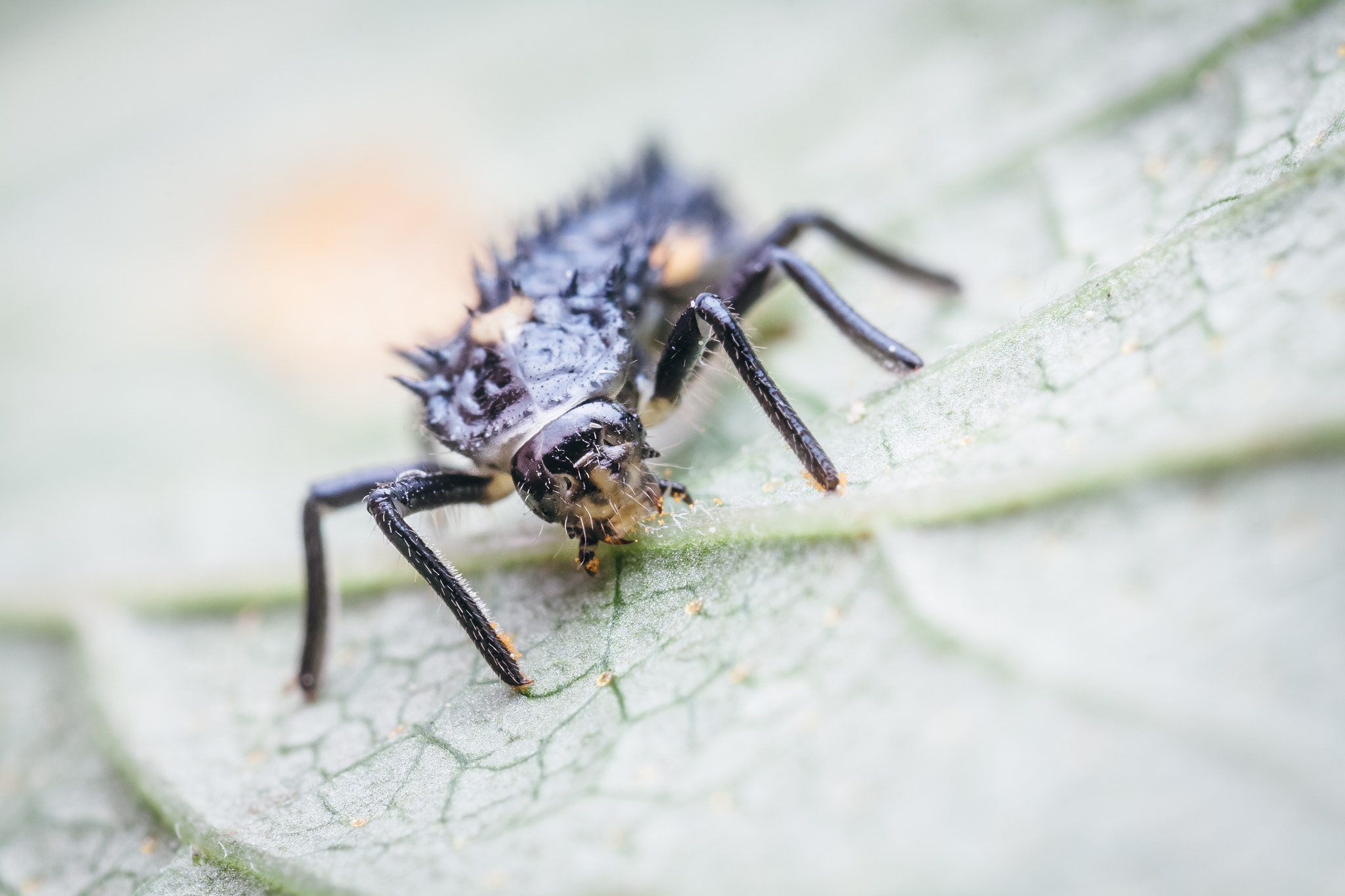 Canon EOS 50D + Tamron SP AF 90mm F2.8 Di Macro sample photo. Coccinellidae larva photography