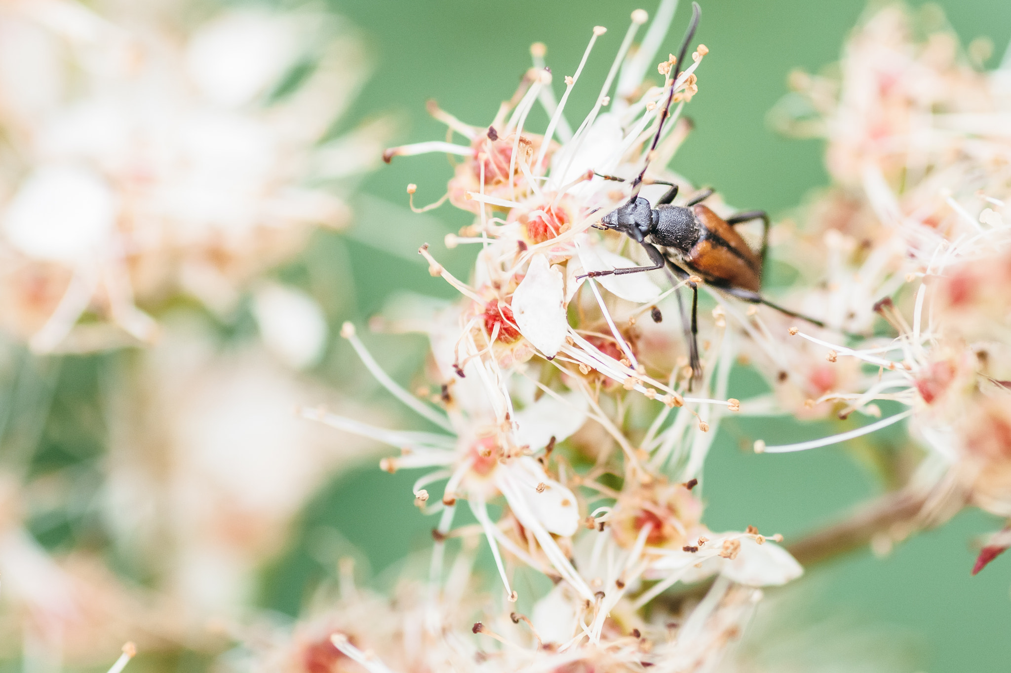 Canon EOS 50D + Tamron SP AF 90mm F2.8 Di Macro sample photo. Leptura melanura photography