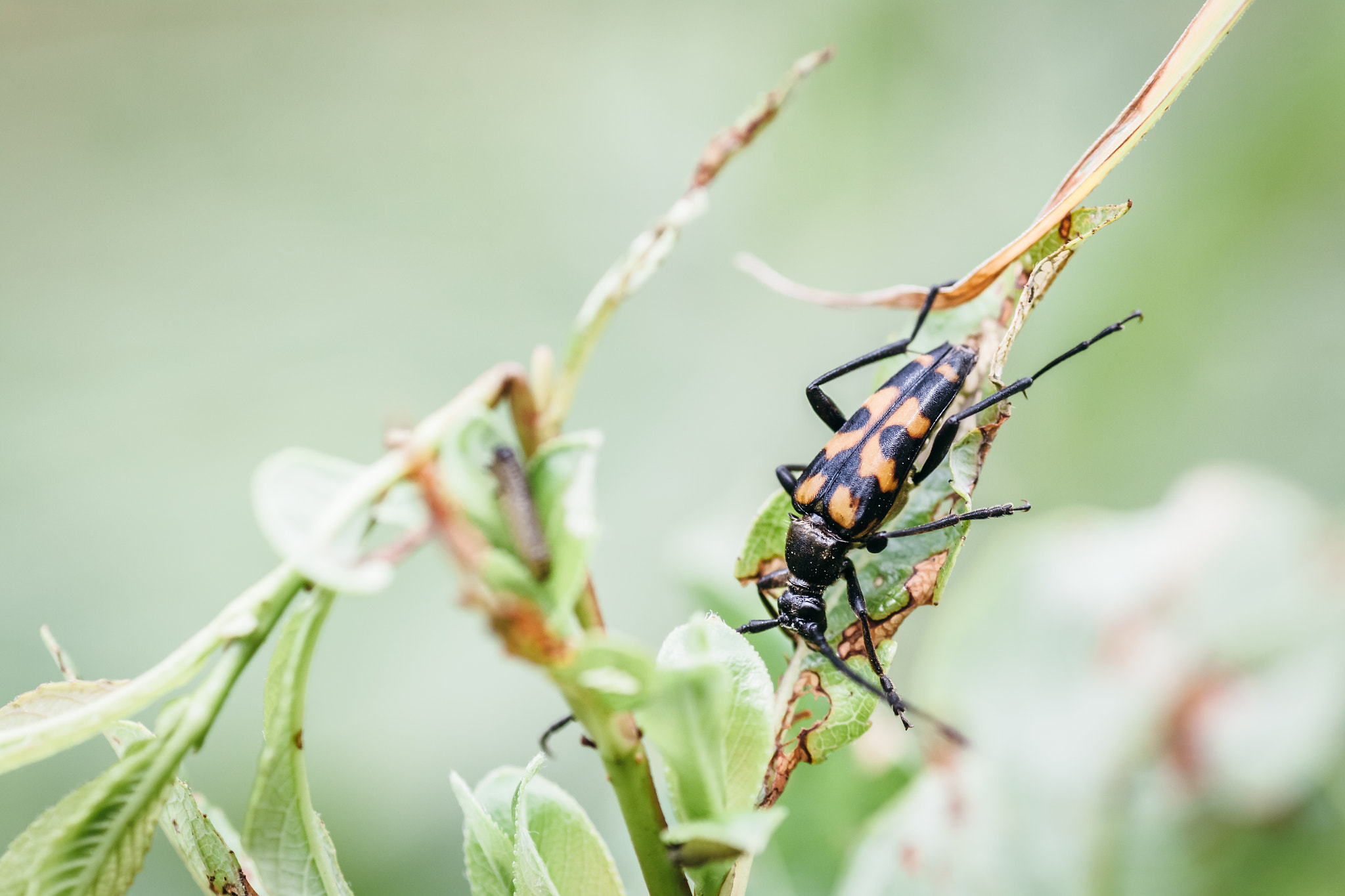 Canon EOS 50D + Tamron SP AF 90mm F2.8 Di Macro sample photo. Leptura quadrifasciata photography