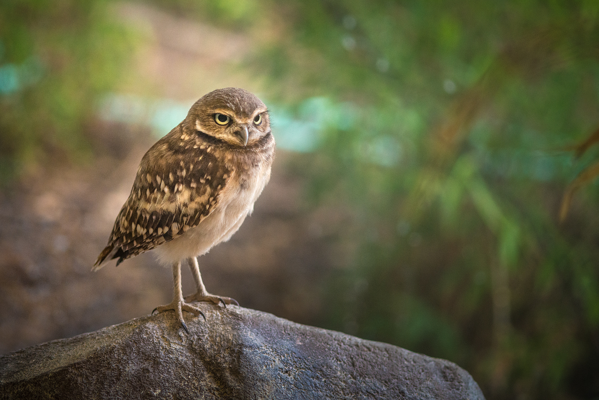 Nikon D800 + AF Micro-Nikkor 105mm f/2.8 sample photo. Burrowing owl photography