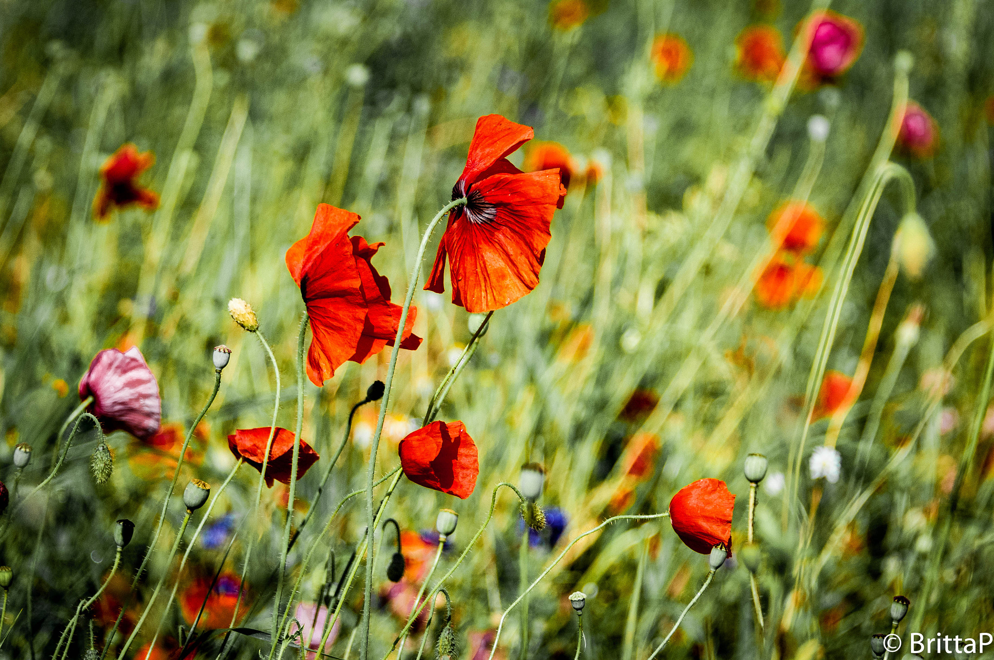 Nikon D300S sample photo. Reds and greens photography