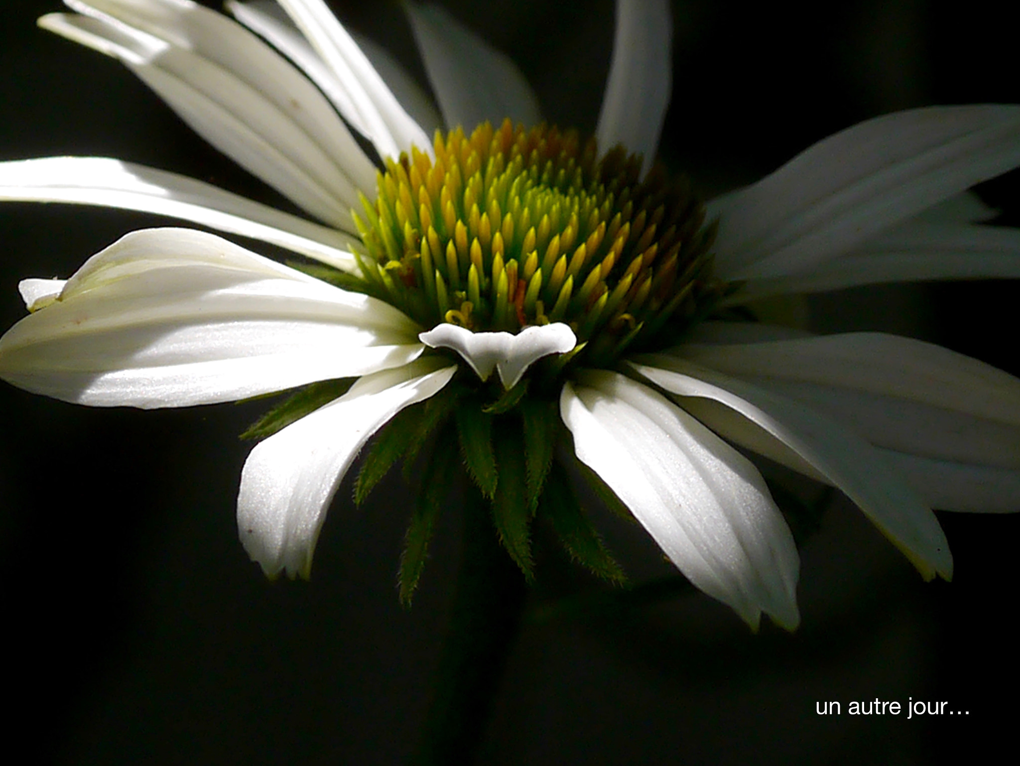 Panasonic Lumix DMC-GX1 + Panasonic Lumix G Macro 30mm F2.8 ASPH Mega OIS sample photo. Un autre jour... photography