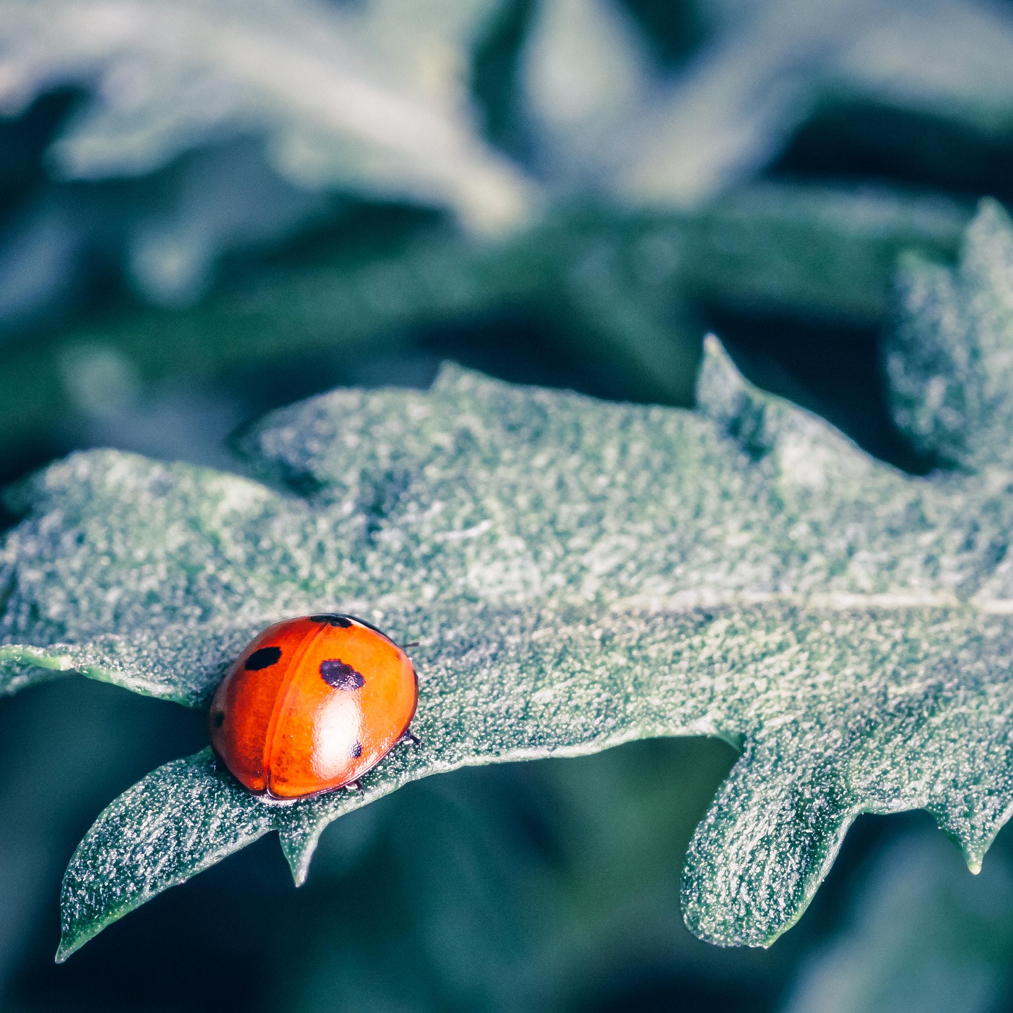 Canon EOS 50D + Tamron SP AF 90mm F2.8 Di Macro sample photo. Ladybug photography