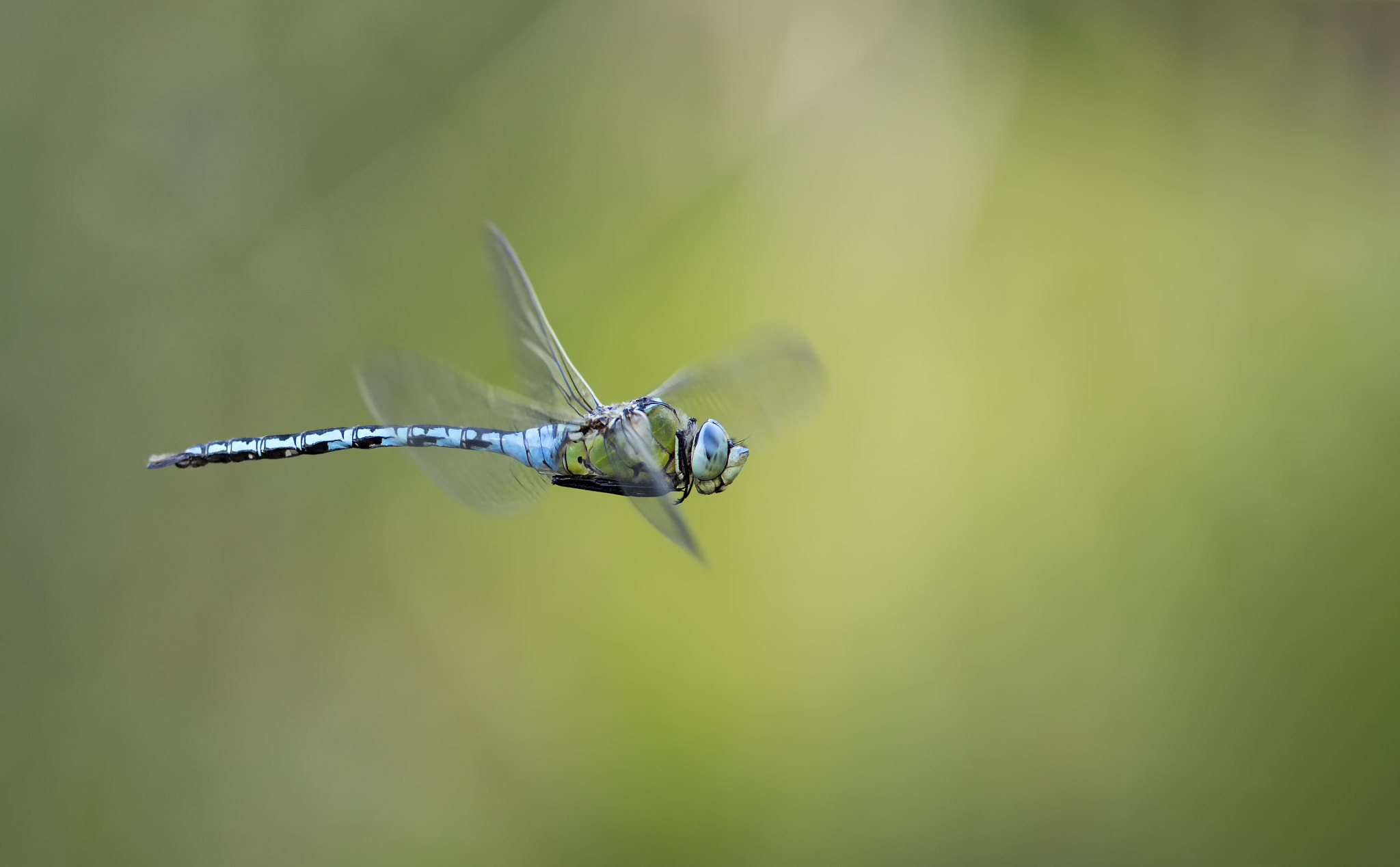 Canon EF 300mm F4L IS USM sample photo. Flight of the emperor # 4 photography