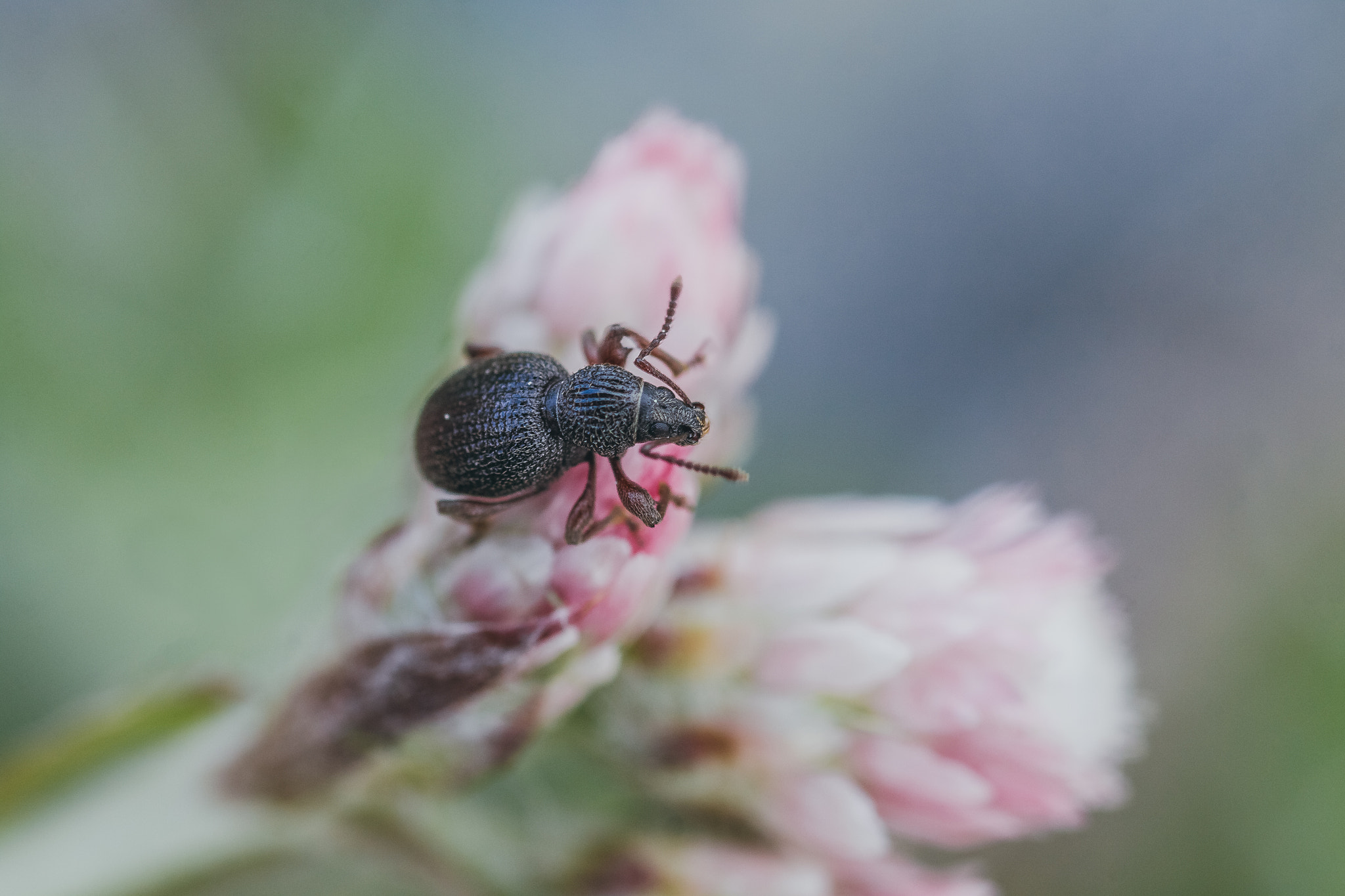 Canon EOS 50D + Tamron SP AF 90mm F2.8 Di Macro sample photo. Otiorhynchus ovatus photography