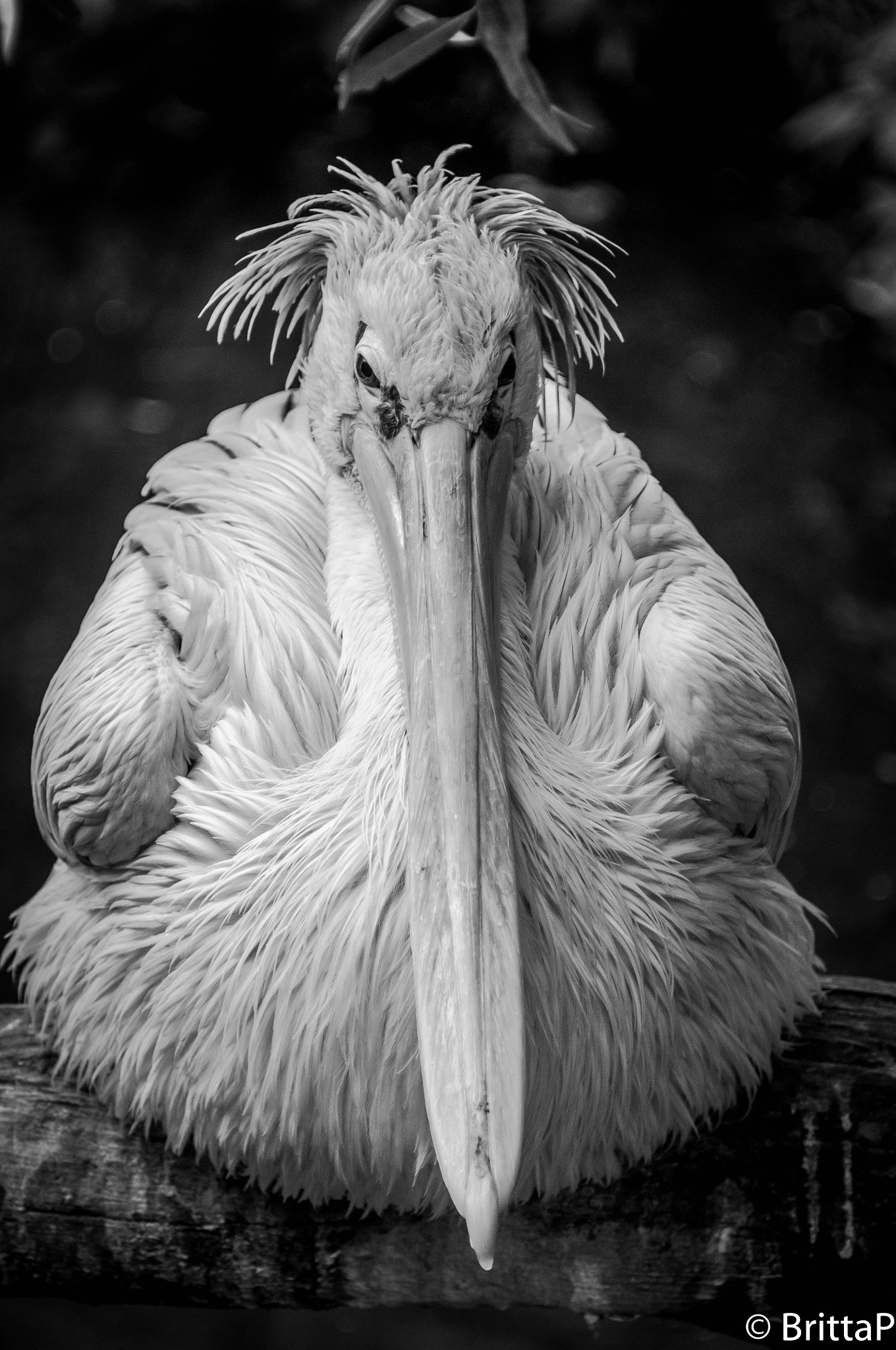 Nikon D300S sample photo. Resting photography