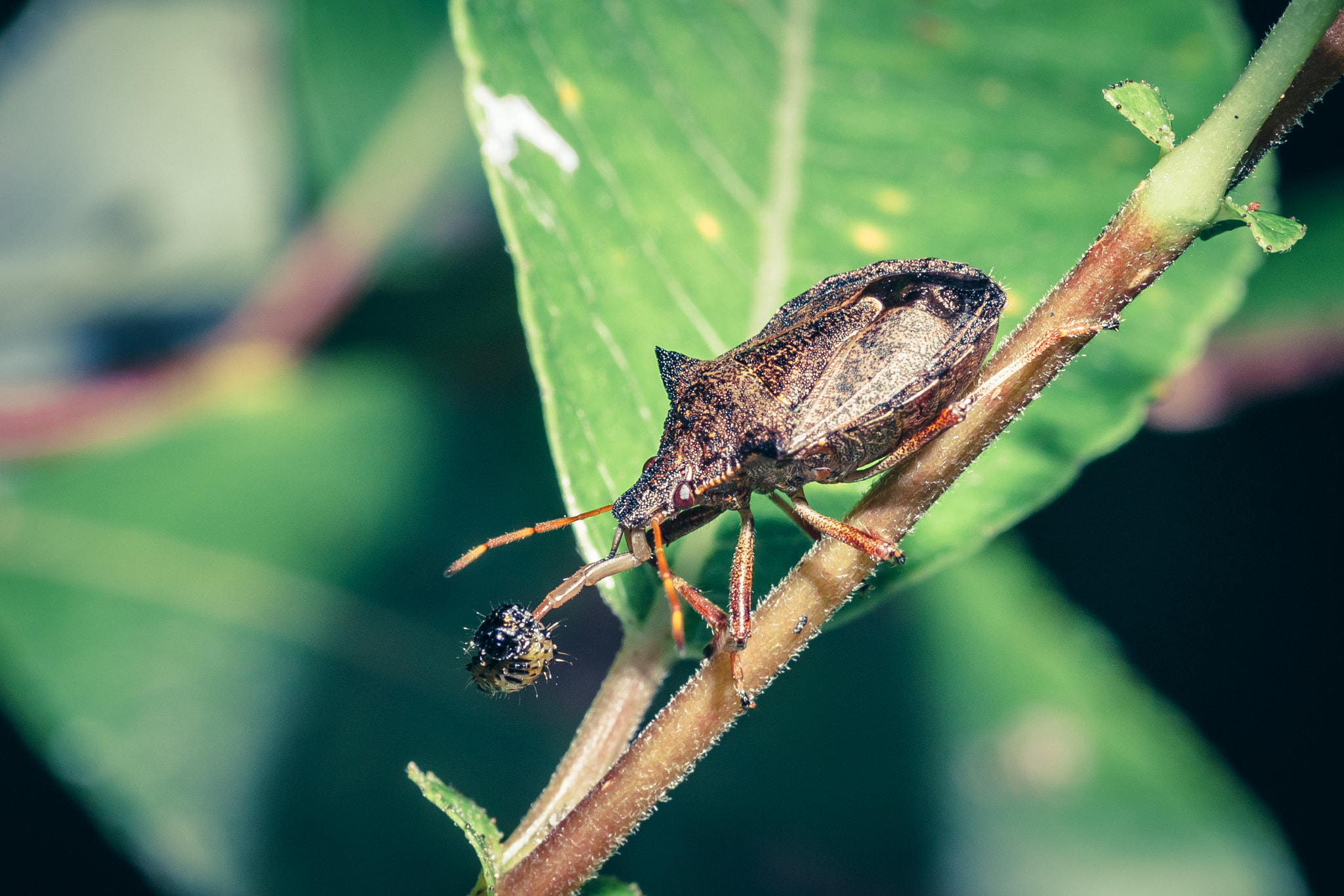 Canon EOS 50D + Tamron SP AF 90mm F2.8 Di Macro sample photo. Picromerus bidens photography