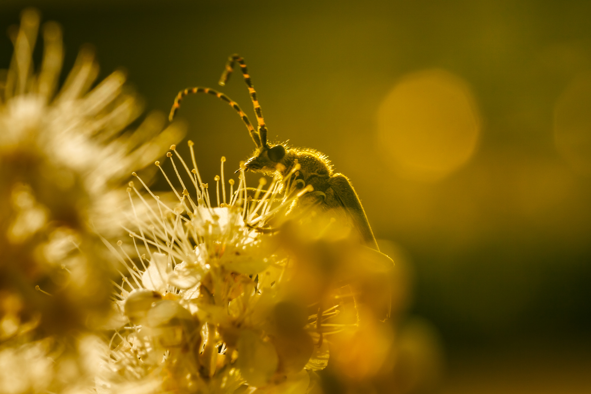 Canon EOS 50D + Tamron SP AF 90mm F2.8 Di Macro sample photo. Lepturobosca virens photography