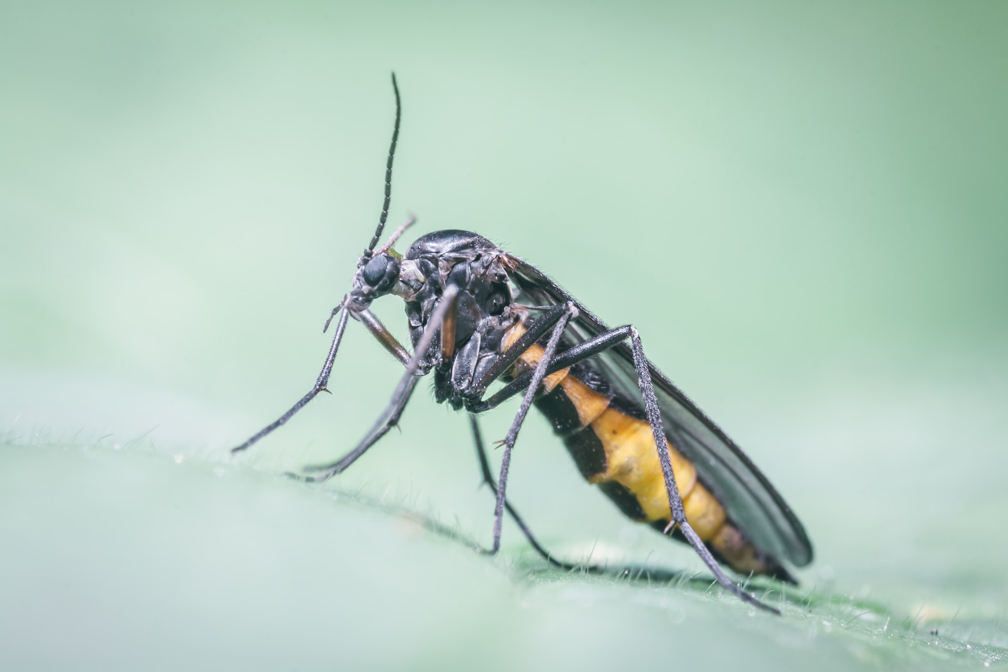 Tamron SP AF 90mm F2.8 Di Macro sample photo. Sciara thomae photography