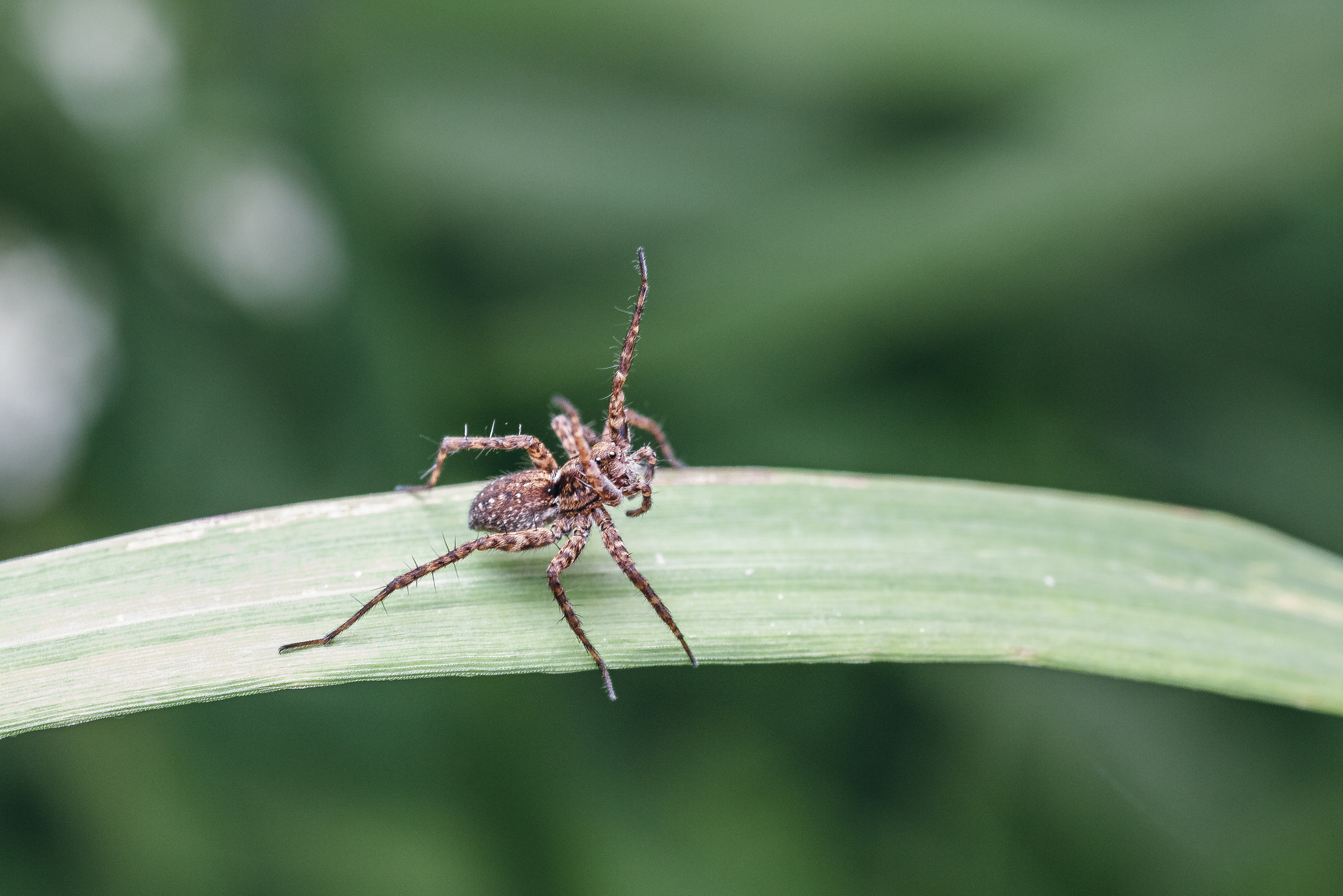 Tamron SP AF 90mm F2.8 Di Macro sample photo. Say hi! photography