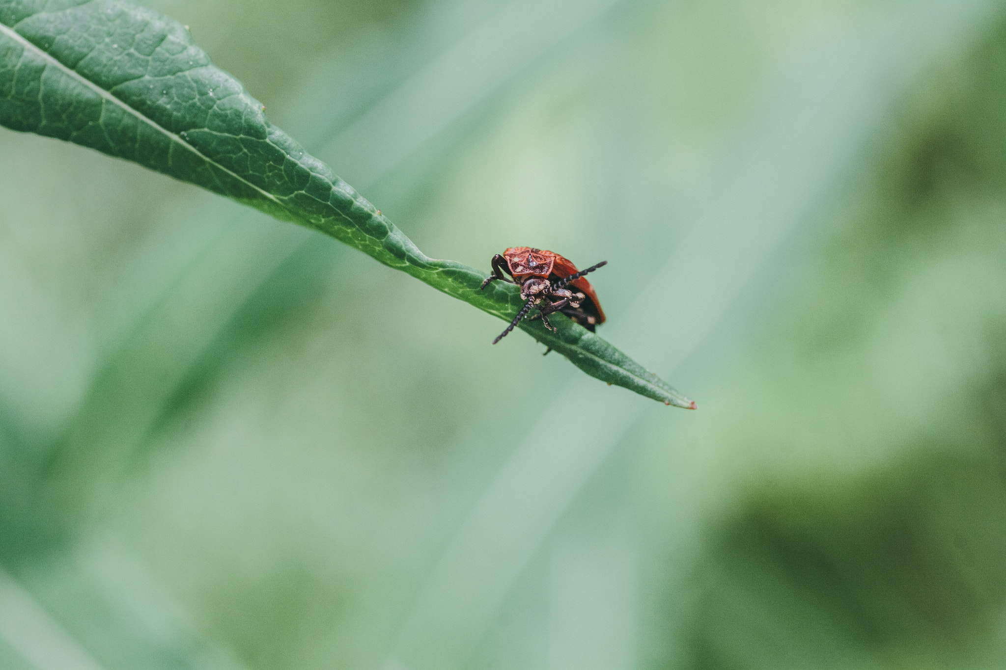 Canon EOS 50D + Tamron SP AF 90mm F2.8 Di Macro sample photo. Dictyoptera aurora photography