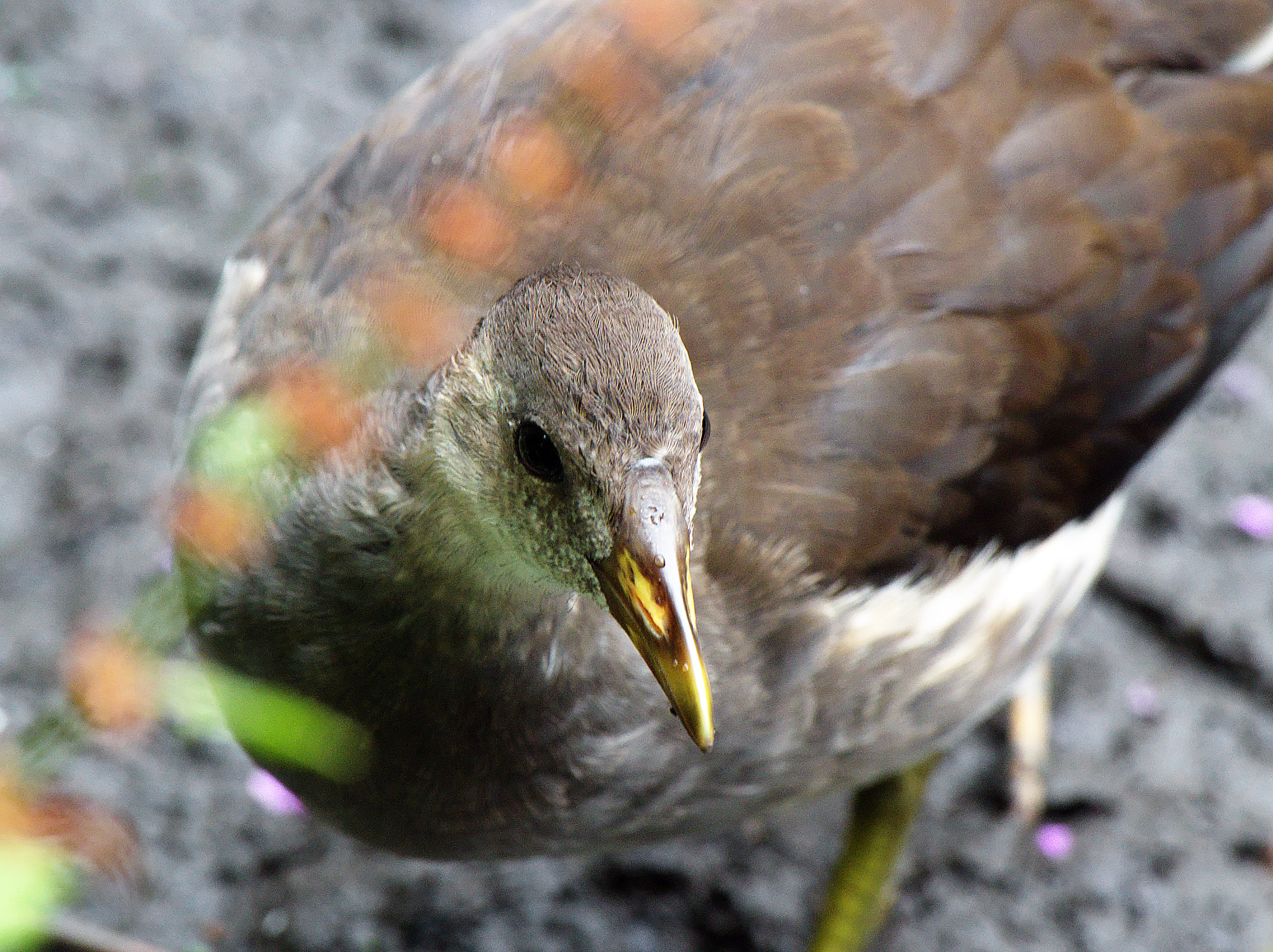Olympus OM-D E-M5 II sample photo. Seen too late photography