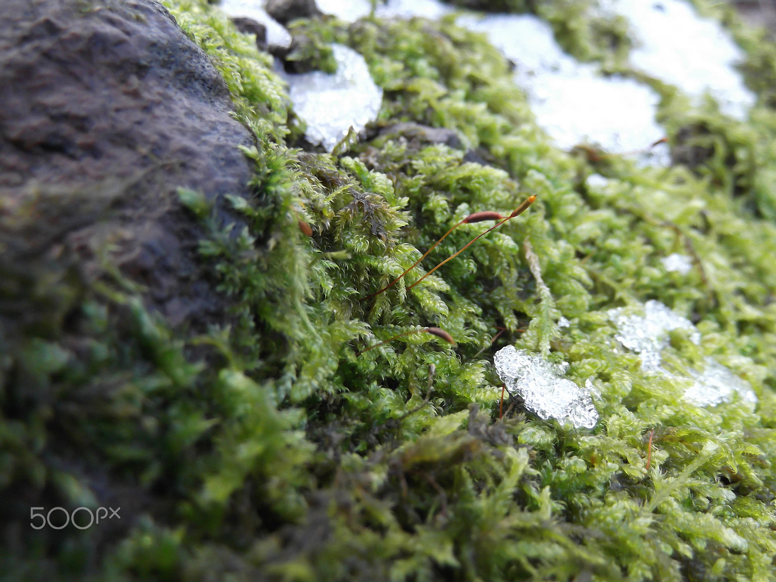 Fujifilm FinePix T310 sample photo. The lichen flower photography