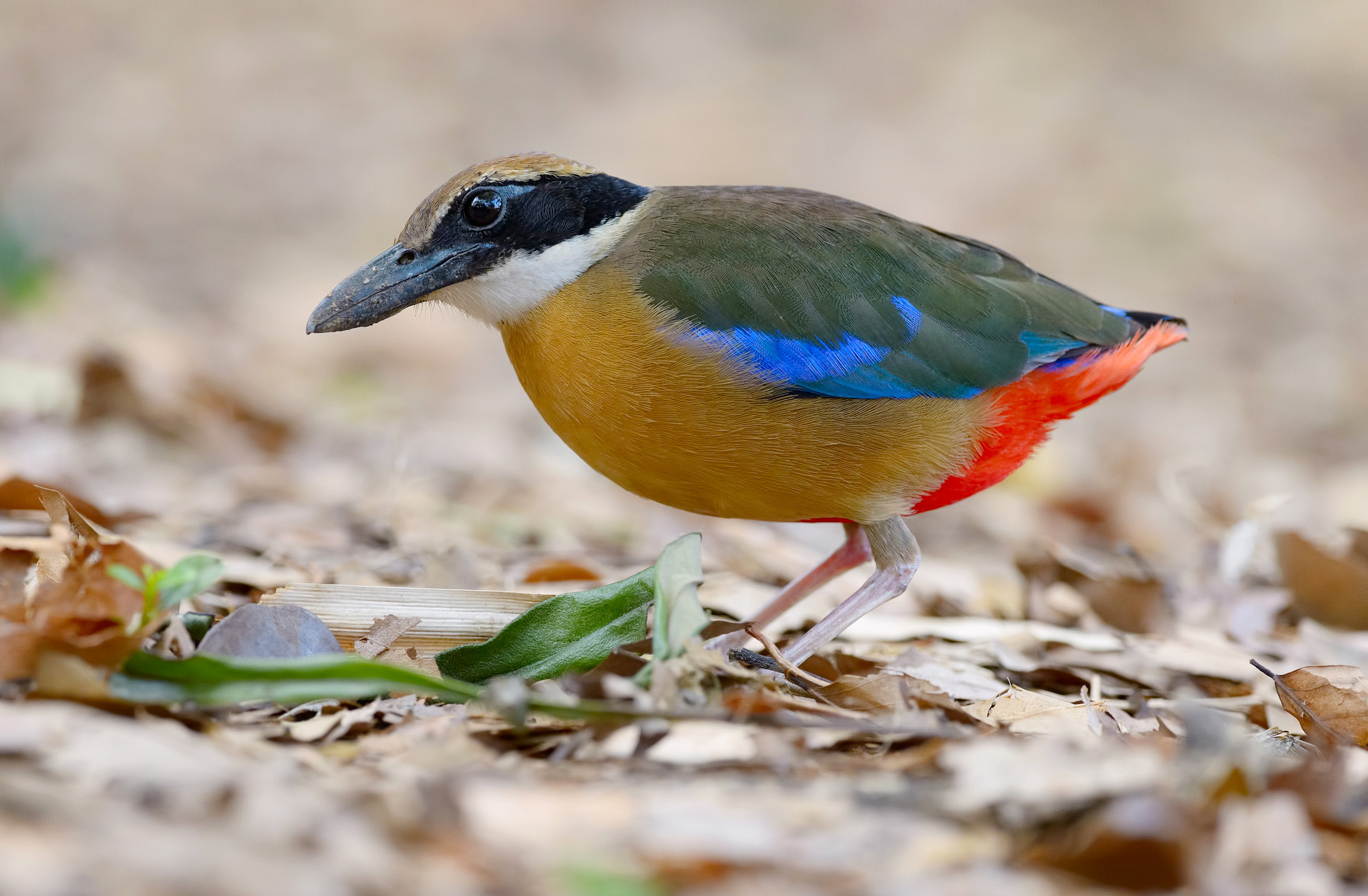 Nikon D4 + Nikon AF-S Nikkor 300mm F4D ED-IF sample photo. Mangrove pitta photography