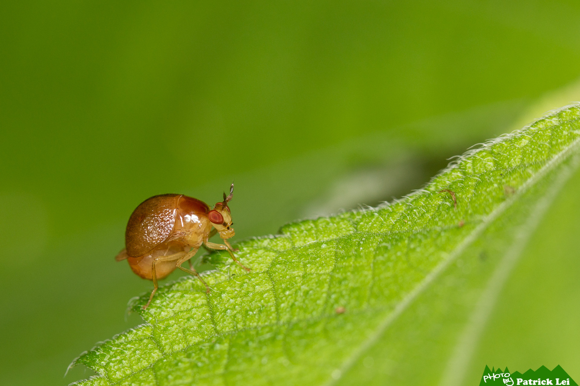Canon EOS-1D Mark IV sample photo. Bettle photography