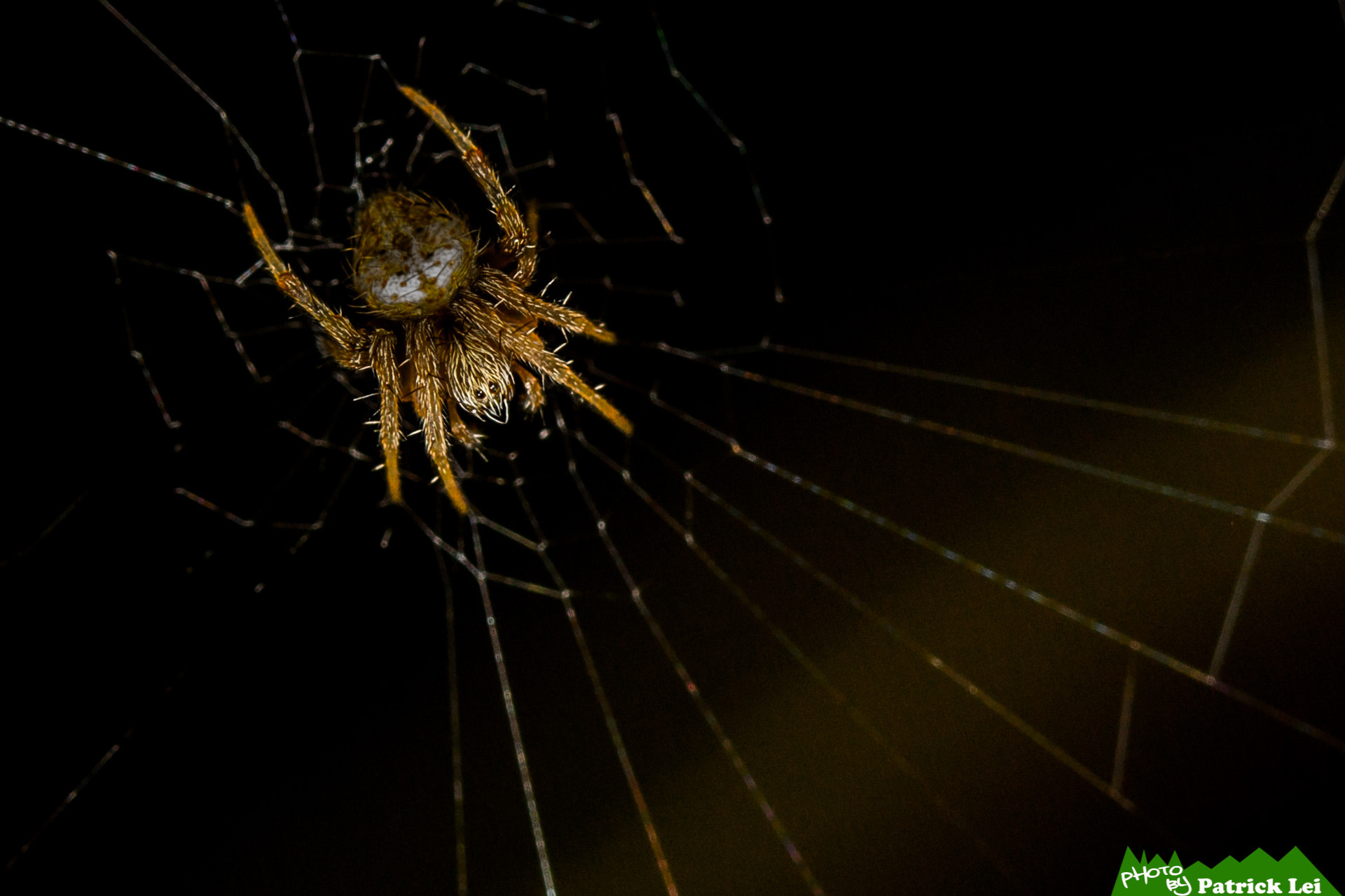 Canon EOS-1D Mark IV sample photo. Spider photography