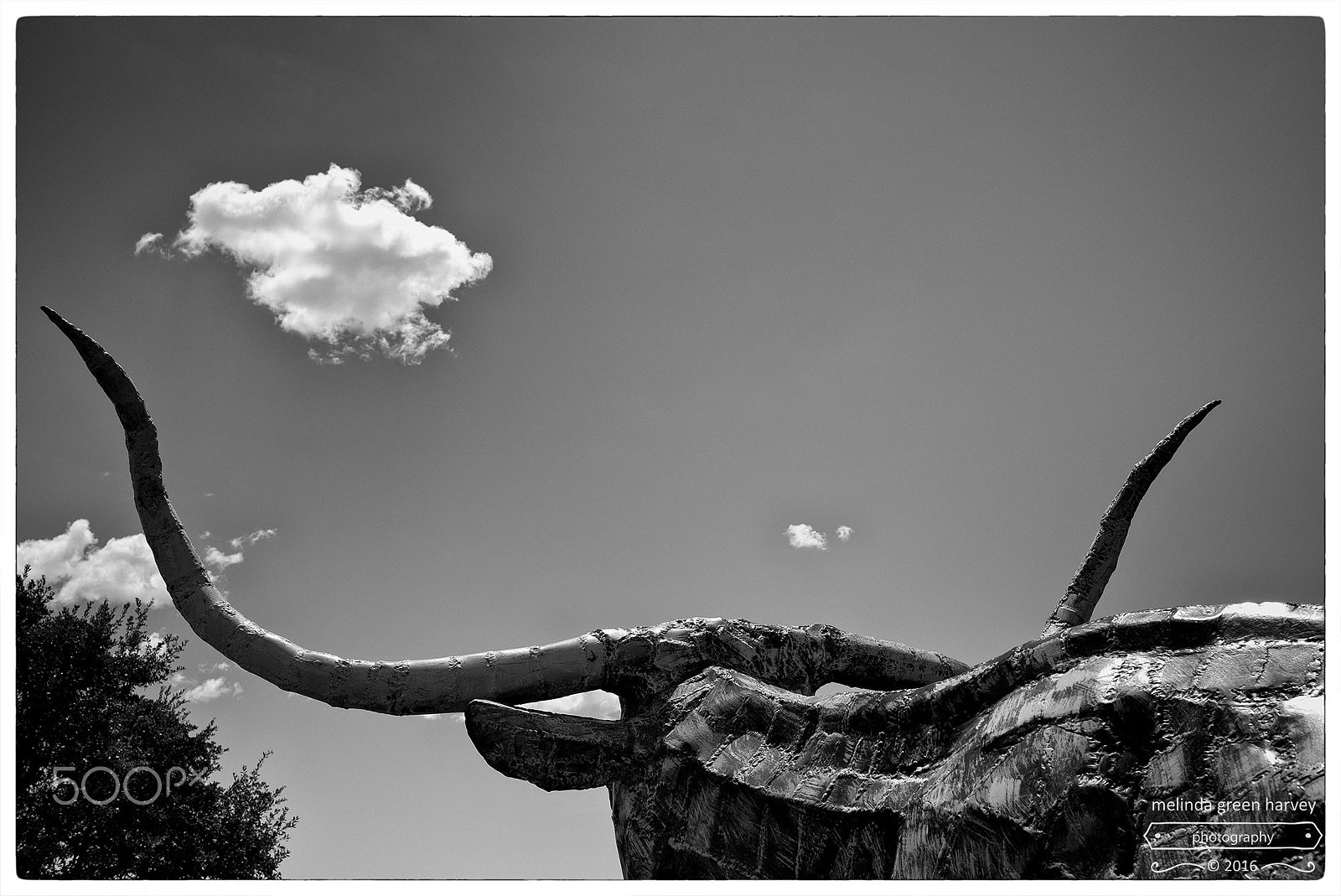 Summicron-M 1:2/35 ASPH. sample photo. Mr. nichols's steer photography