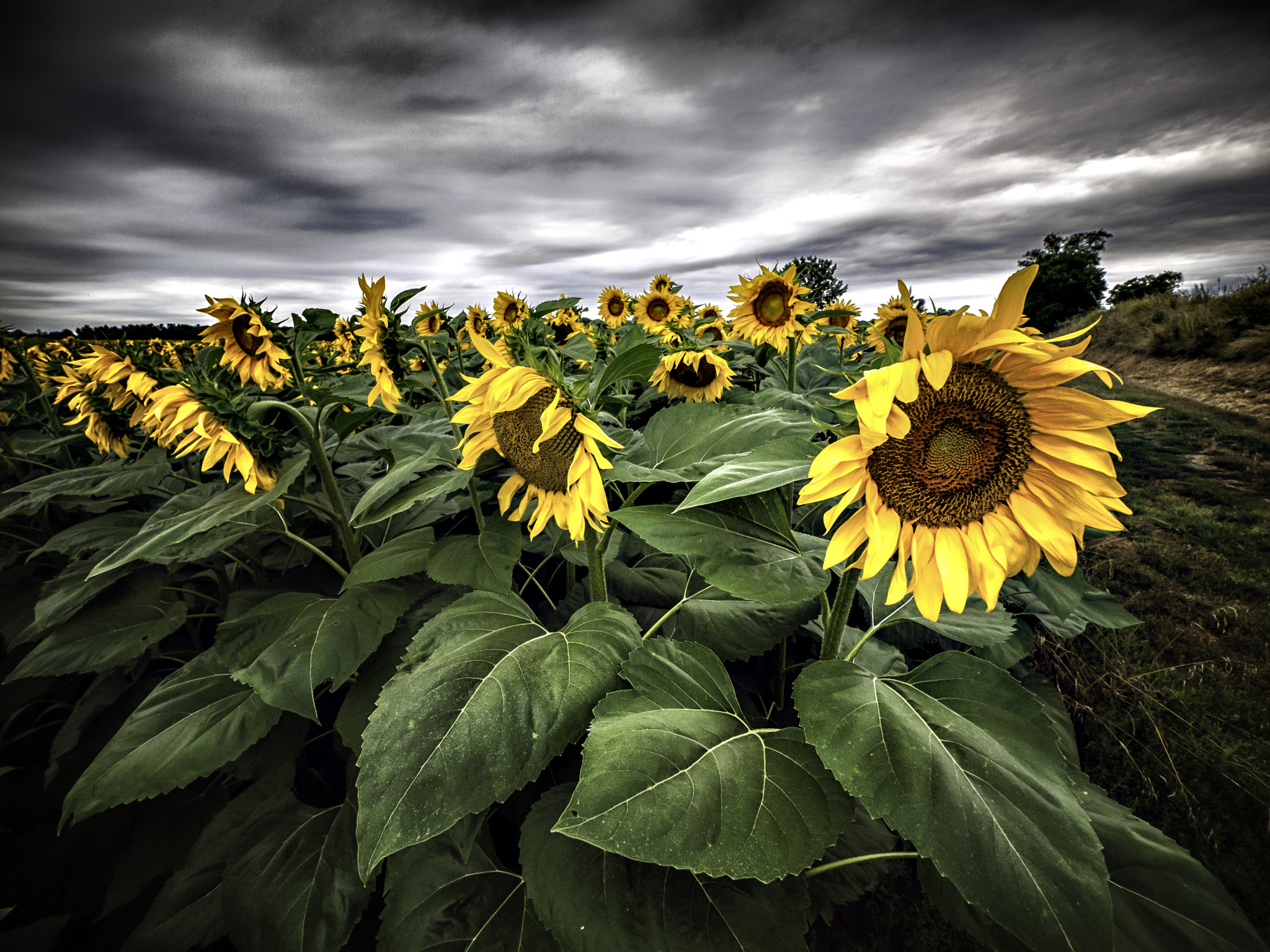 Panasonic Lumix DMC-G1 + Panasonic Lumix G Vario 7-14mm F4 ASPH sample photo. Sunflowers photography