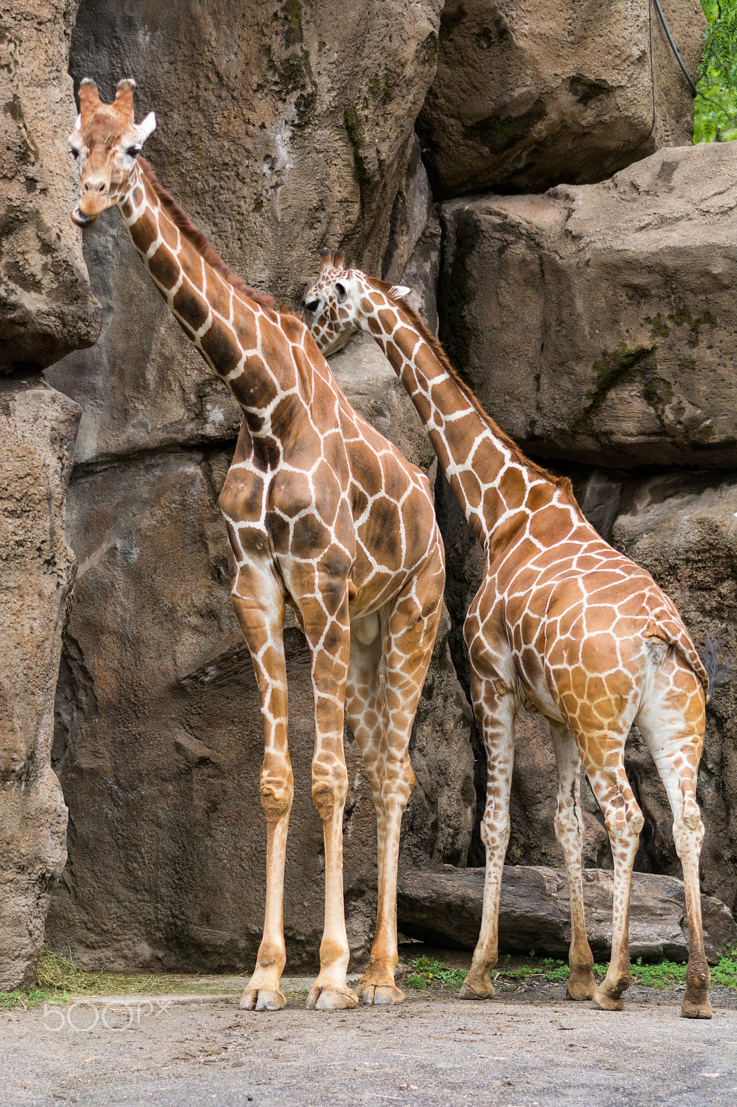 Nikon D7100 + Sigma 105mm F2.8 EX DG Macro sample photo. Giraffe photography