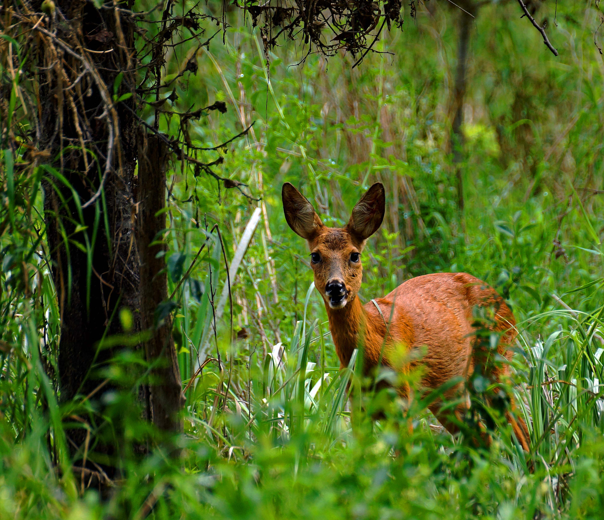 Sony SLT-A65 (SLT-A65V) + Tamron SP 70-300mm F4-5.6 Di USD sample photo. There is still intact nature! photography