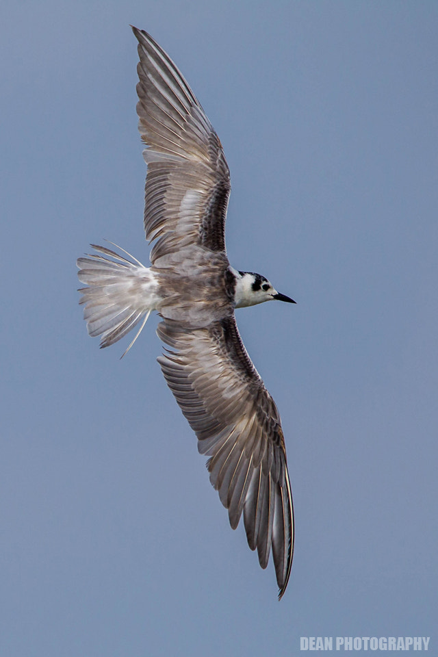 Canon EOS-1D Mark IV sample photo. Flying photography