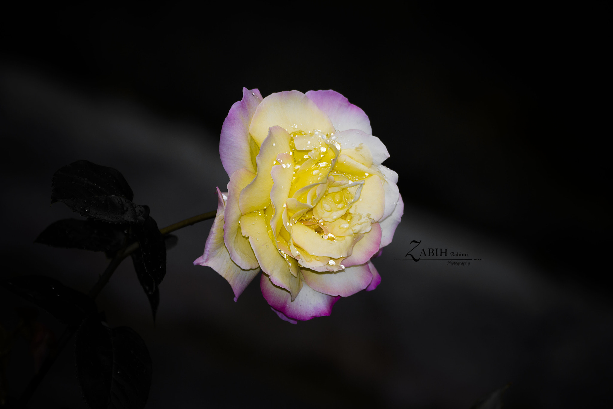 150-600mm F5-6.3 DG OS HSM | Contemporary 015 sample photo. Yello & parple rose photography