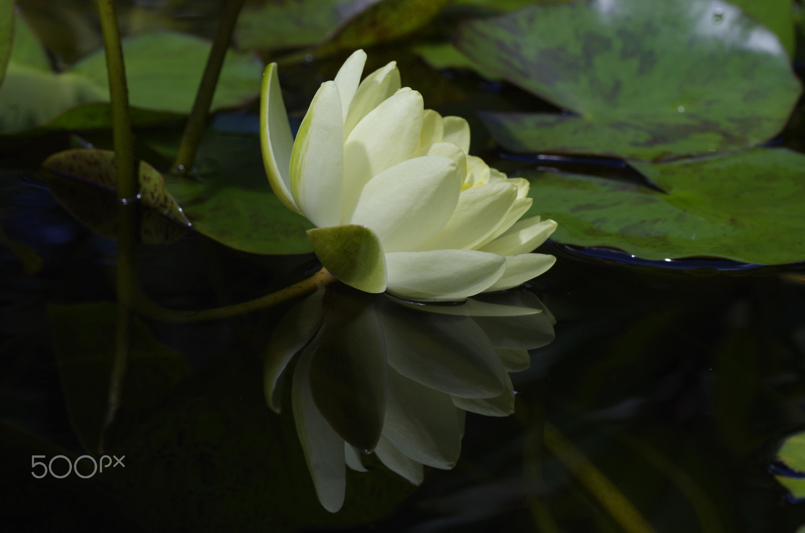 Pentax K-30 sample photo. Water lily in water photography