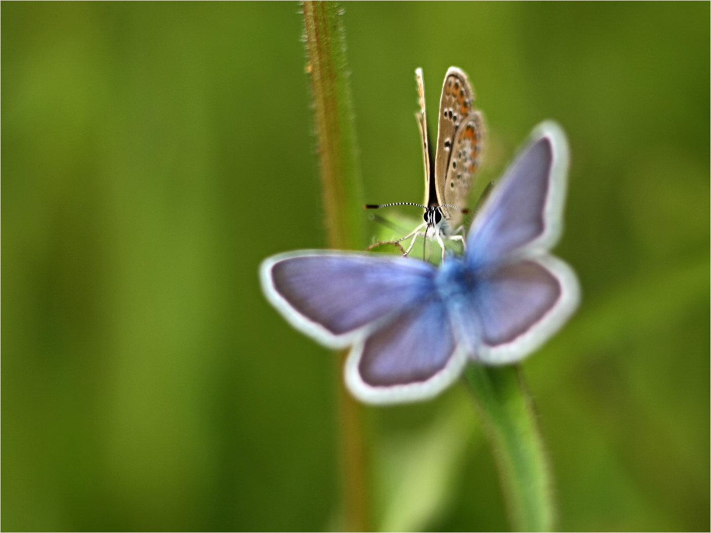 Canon EF 35-80mm f/4-5.6 sample photo. Face to face photography