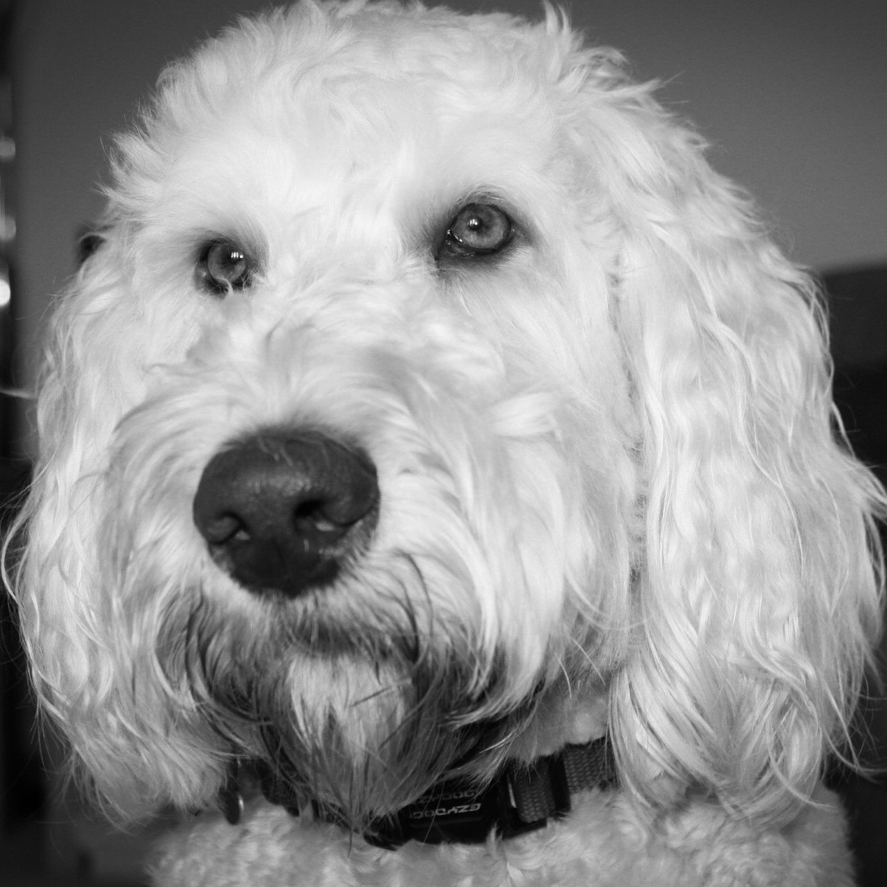 Canon EOS 550D (EOS Rebel T2i / EOS Kiss X4) + Canon EF-S 18-55mm F3.5-5.6 IS sample photo. Dexter in b&w!! photography