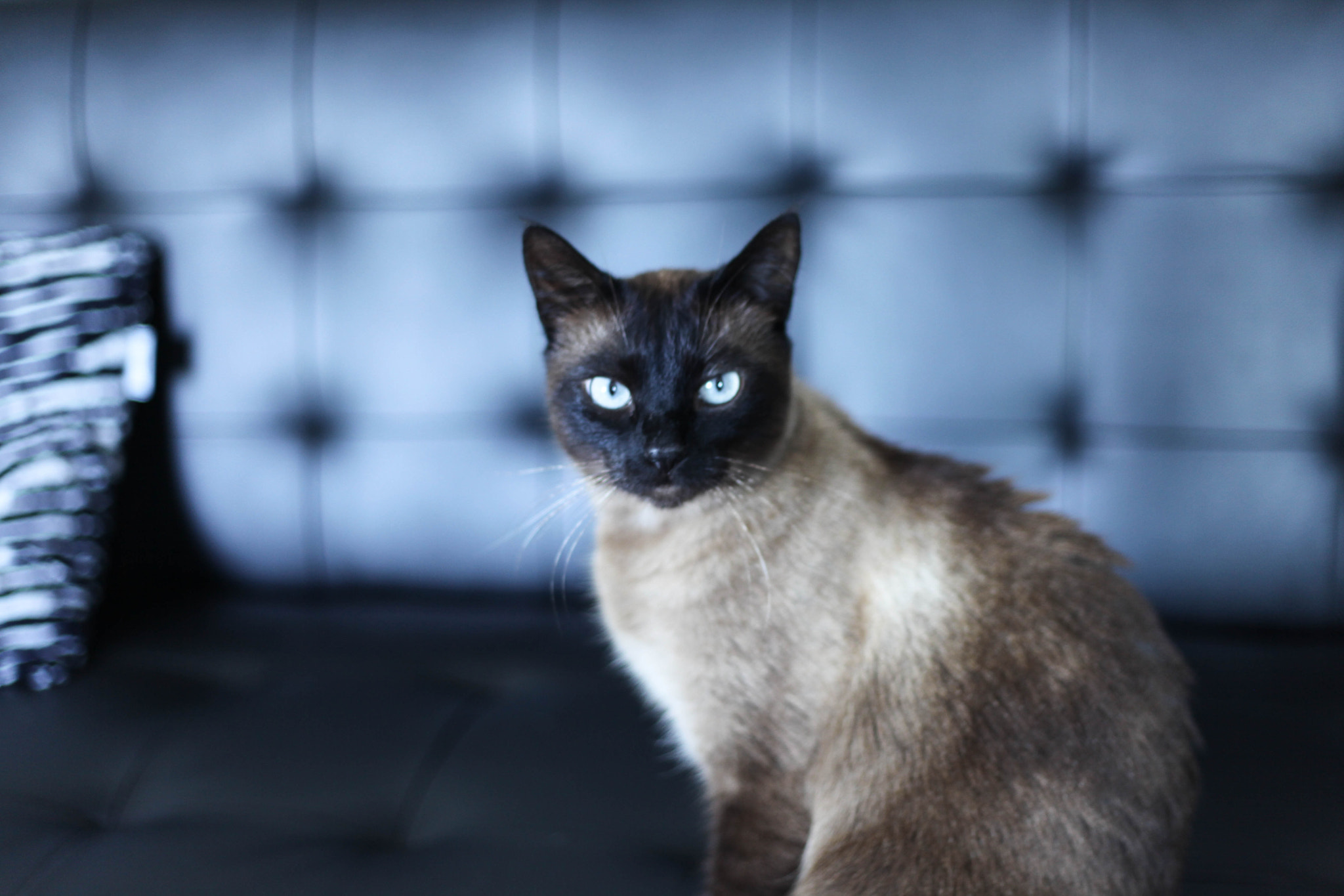 Canon EOS 5D Mark II + Canon EF 50mm F1.8 II sample photo. Siham photography