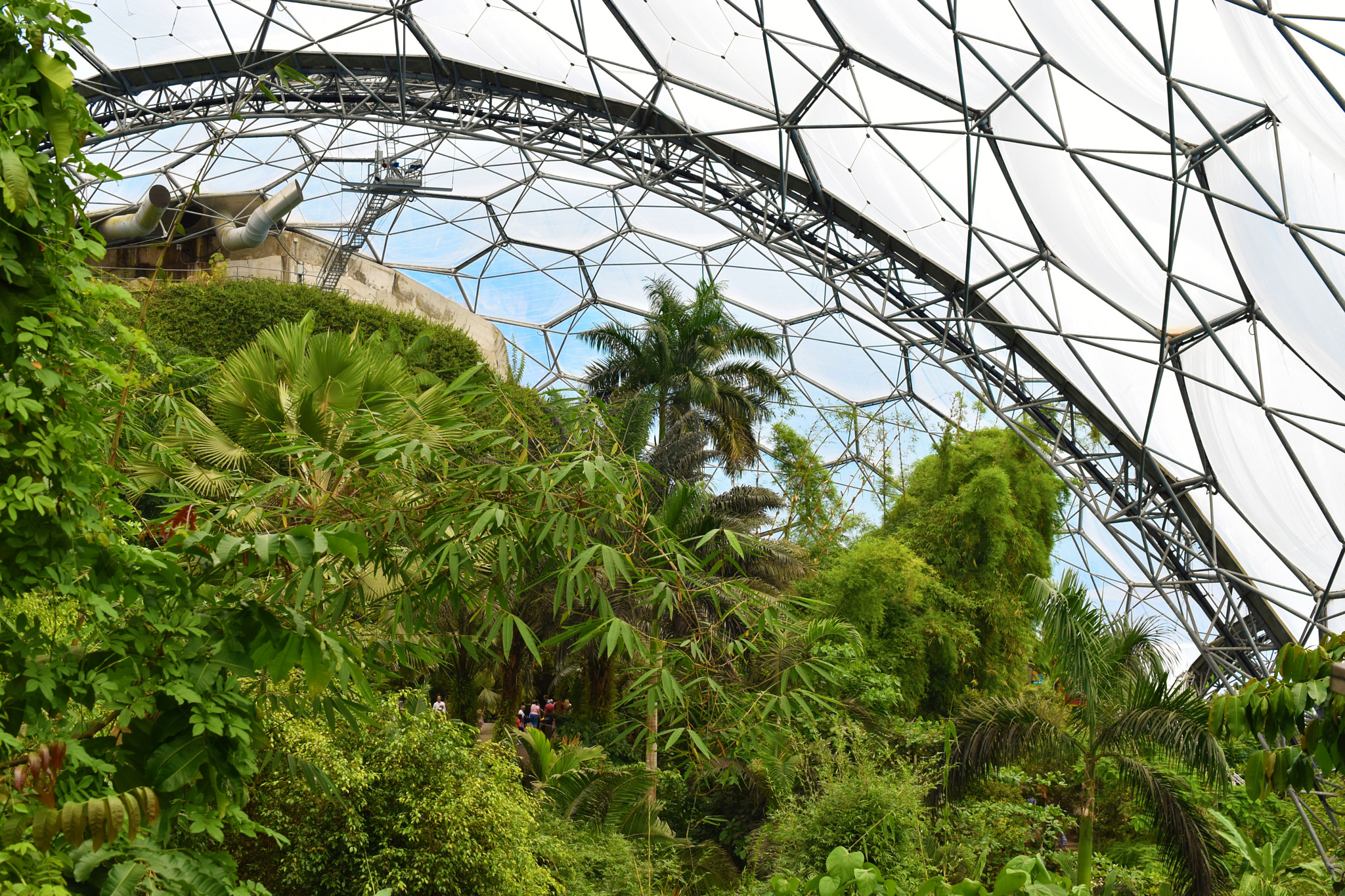 Nikon AF-S DX Micro Nikkor 40mm F2.8 sample photo. Eden project, tropical biome photography