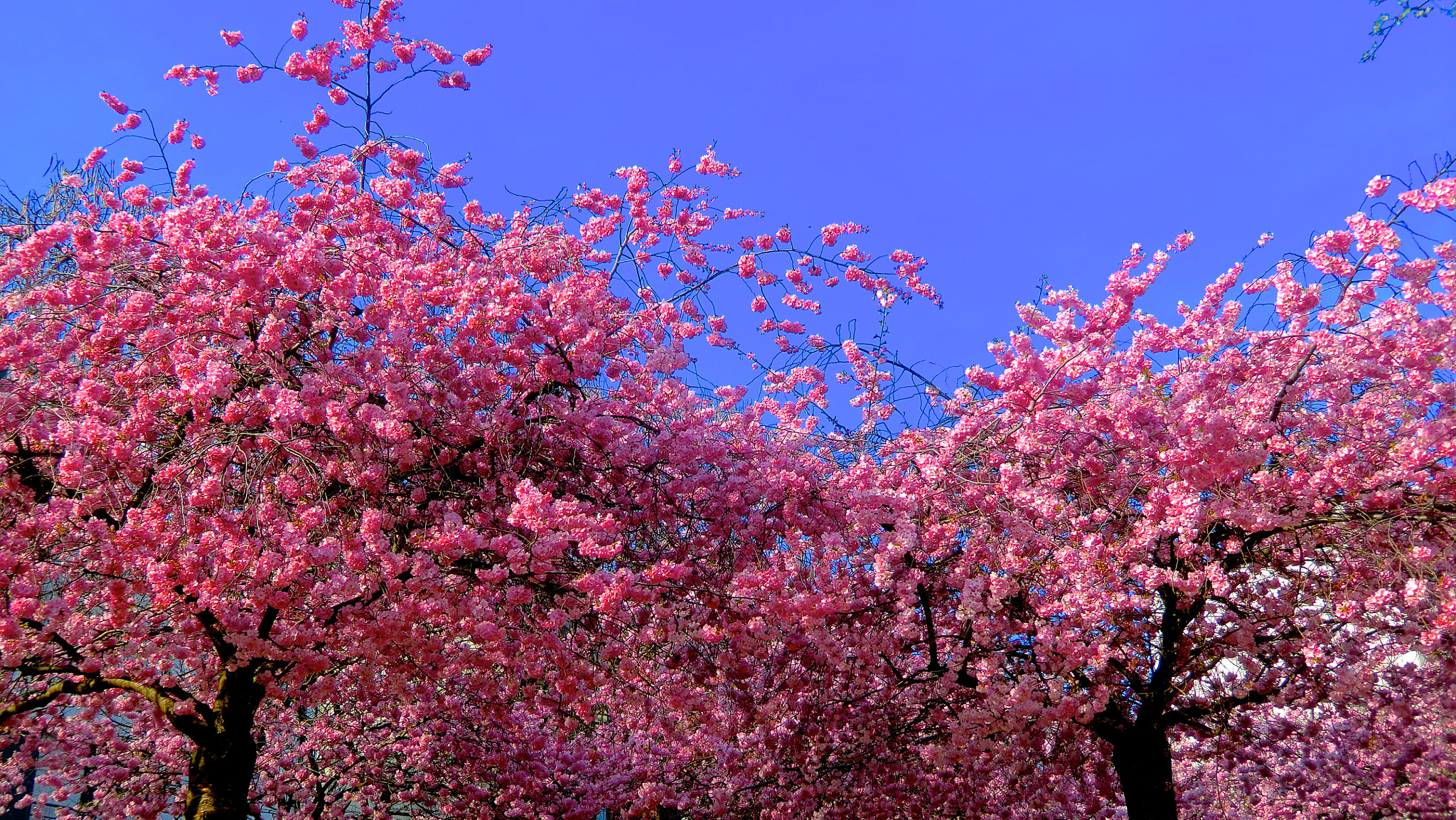 CASIO EX-H15 sample photo. Pink tree photography