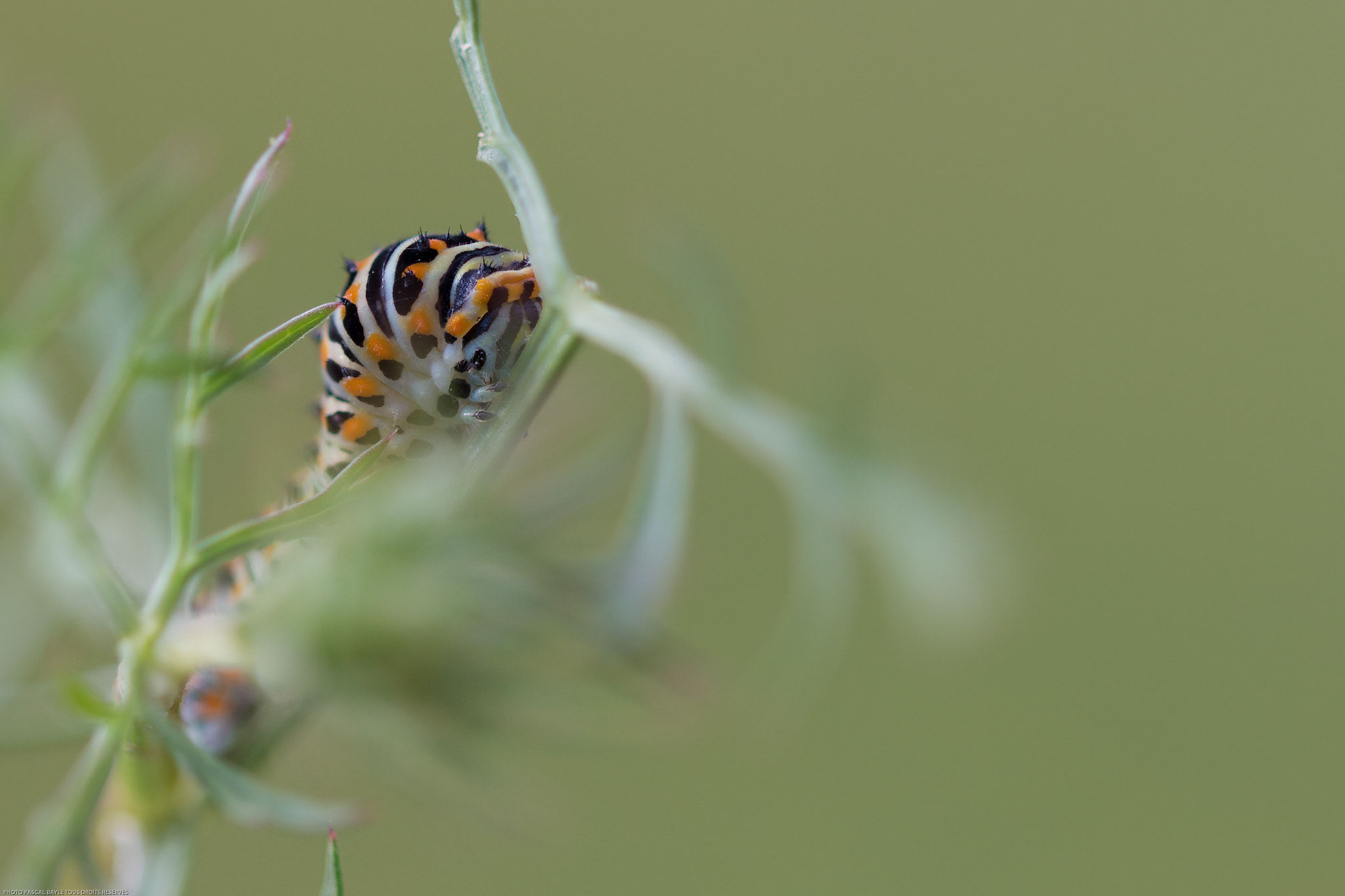 Canon EOS 650D (EOS Rebel T4i / EOS Kiss X6i) + Canon EF 100mm F2.8L Macro IS USM sample photo. Chenille machaon photography