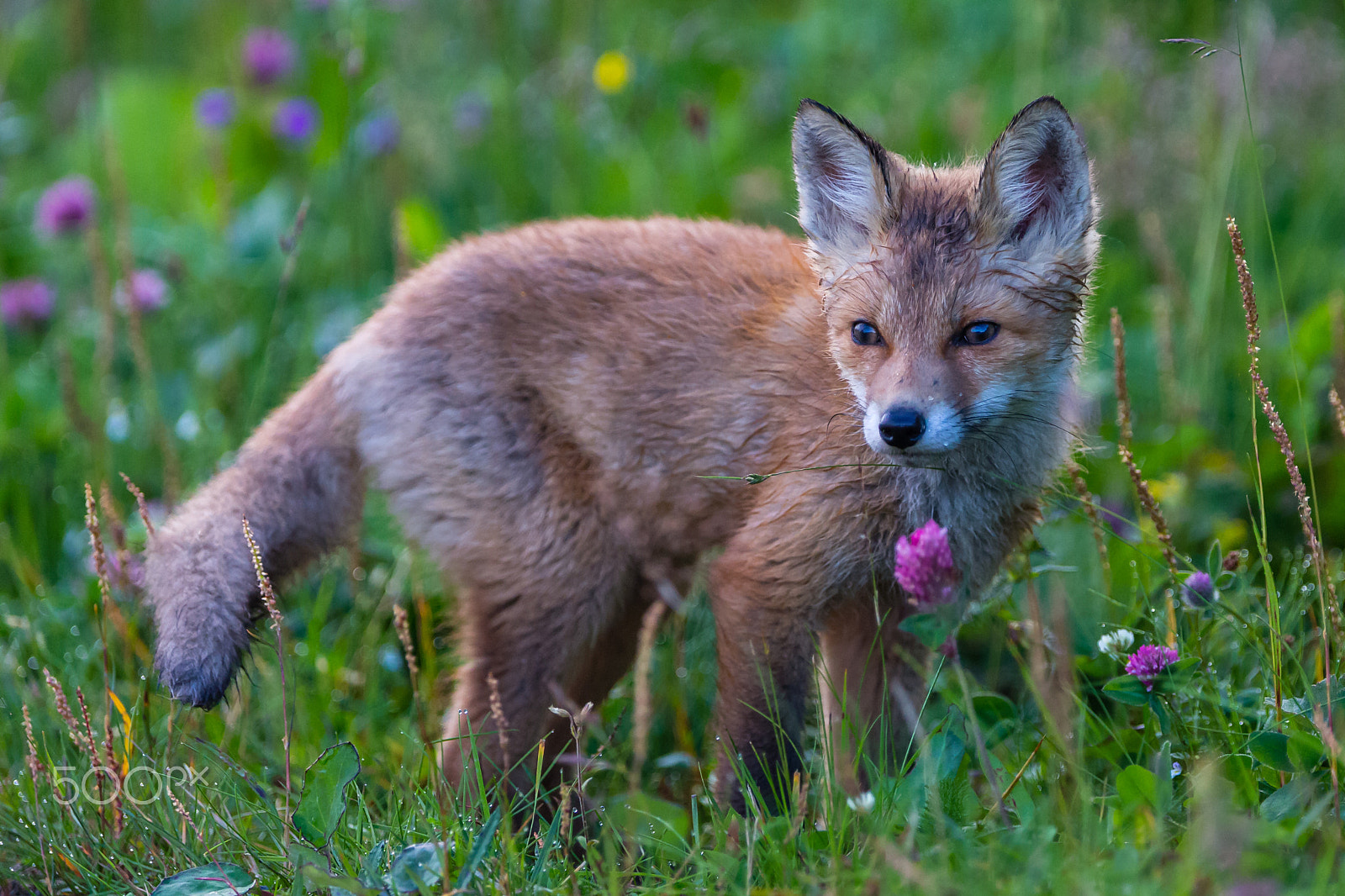 Canon EOS-1D X + Canon EF 300mm F2.8L IS USM sample photo. Red fox cub photography
