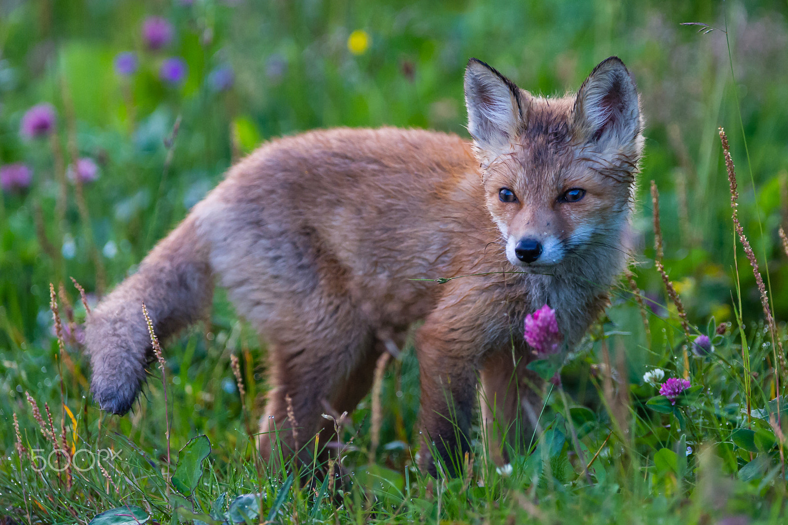 Canon EF 300mm F2.8L IS USM sample photo. Red fox cub photography