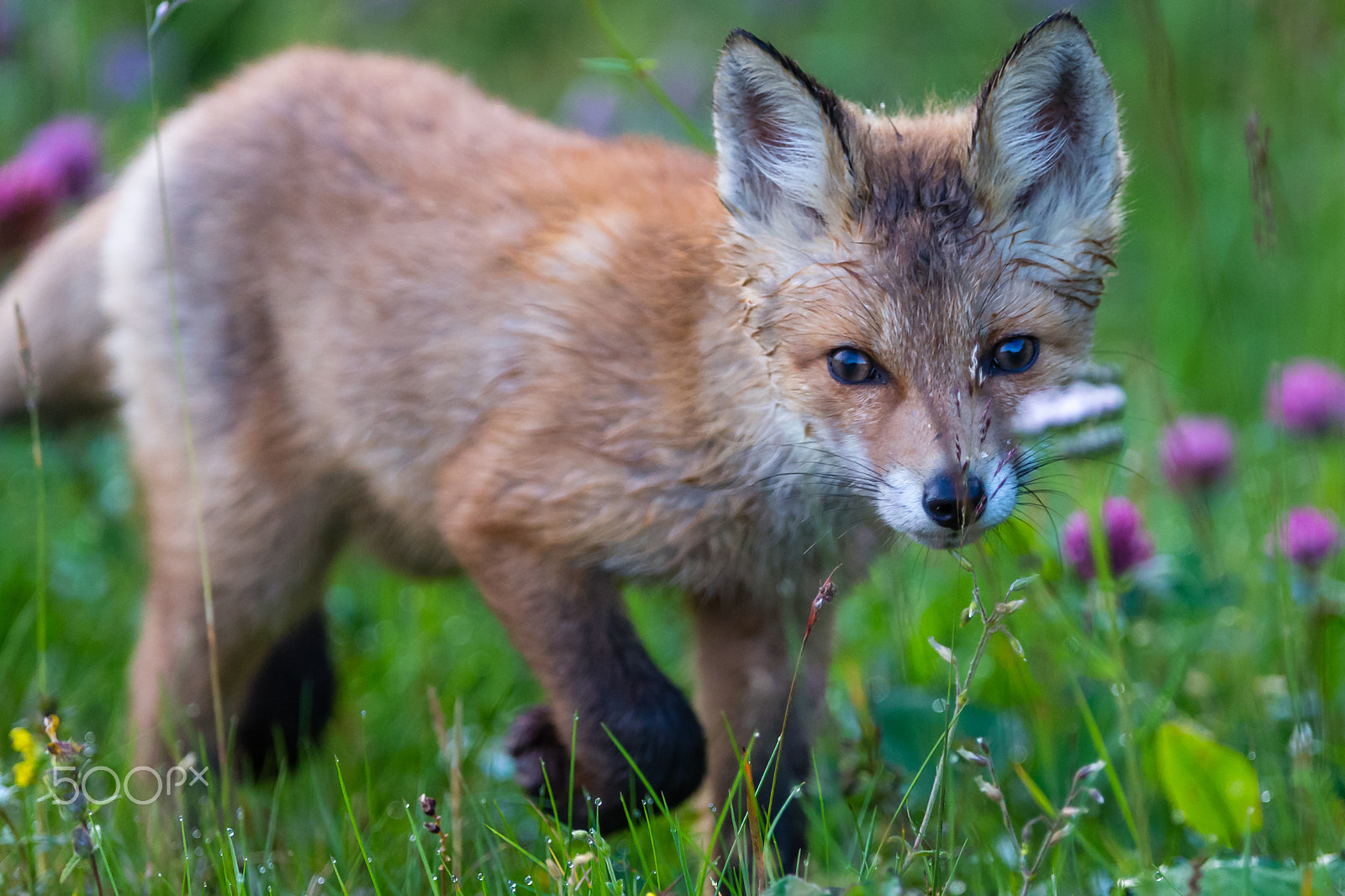 Canon EF 300mm F2.8L IS USM sample photo. Red fox cub photography