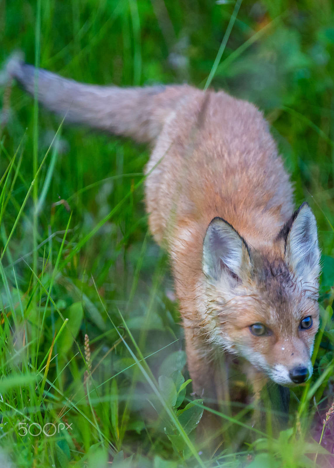Canon EF 300mm F2.8L IS USM sample photo. Red fox cub photography