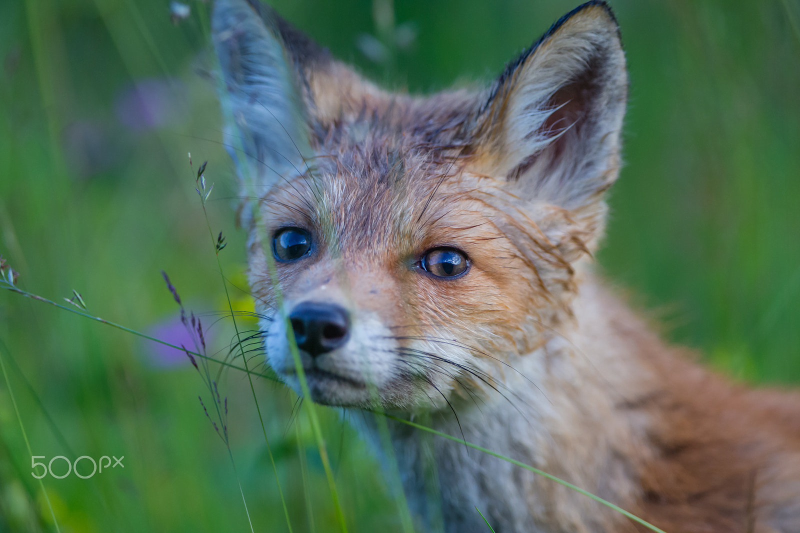 Canon EF 300mm F2.8L IS USM sample photo. Red fox cub in norway photography