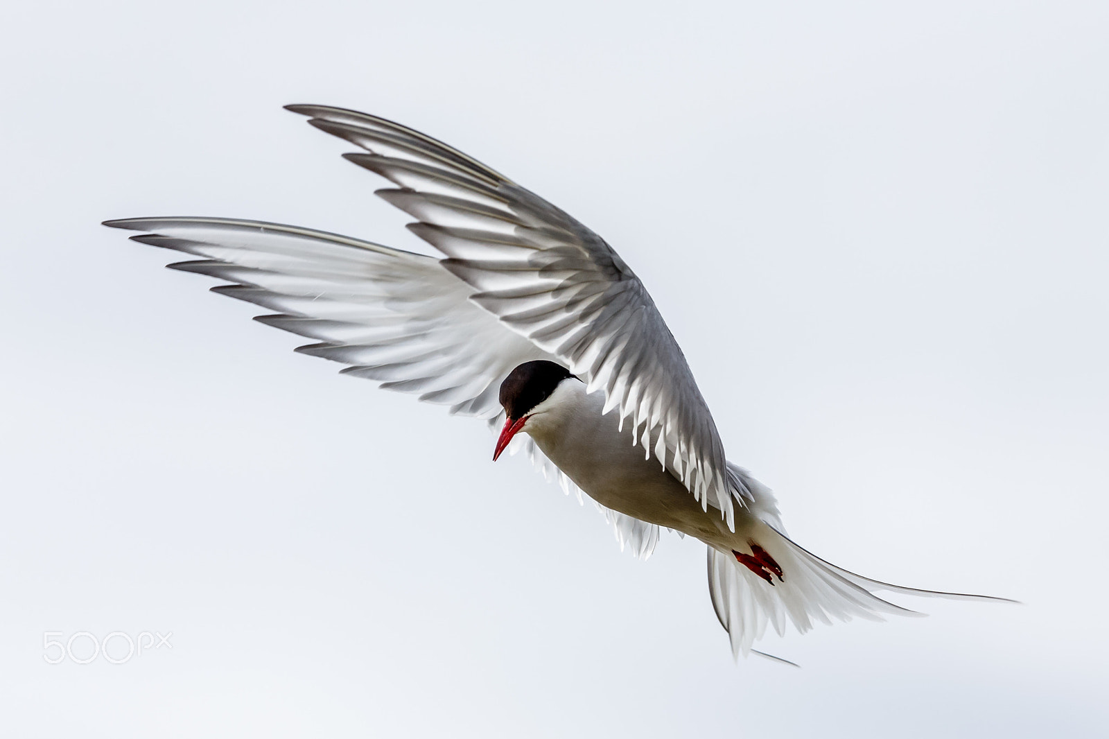 Canon EF 300mm F2.8L IS USM sample photo. Arctic tern photography