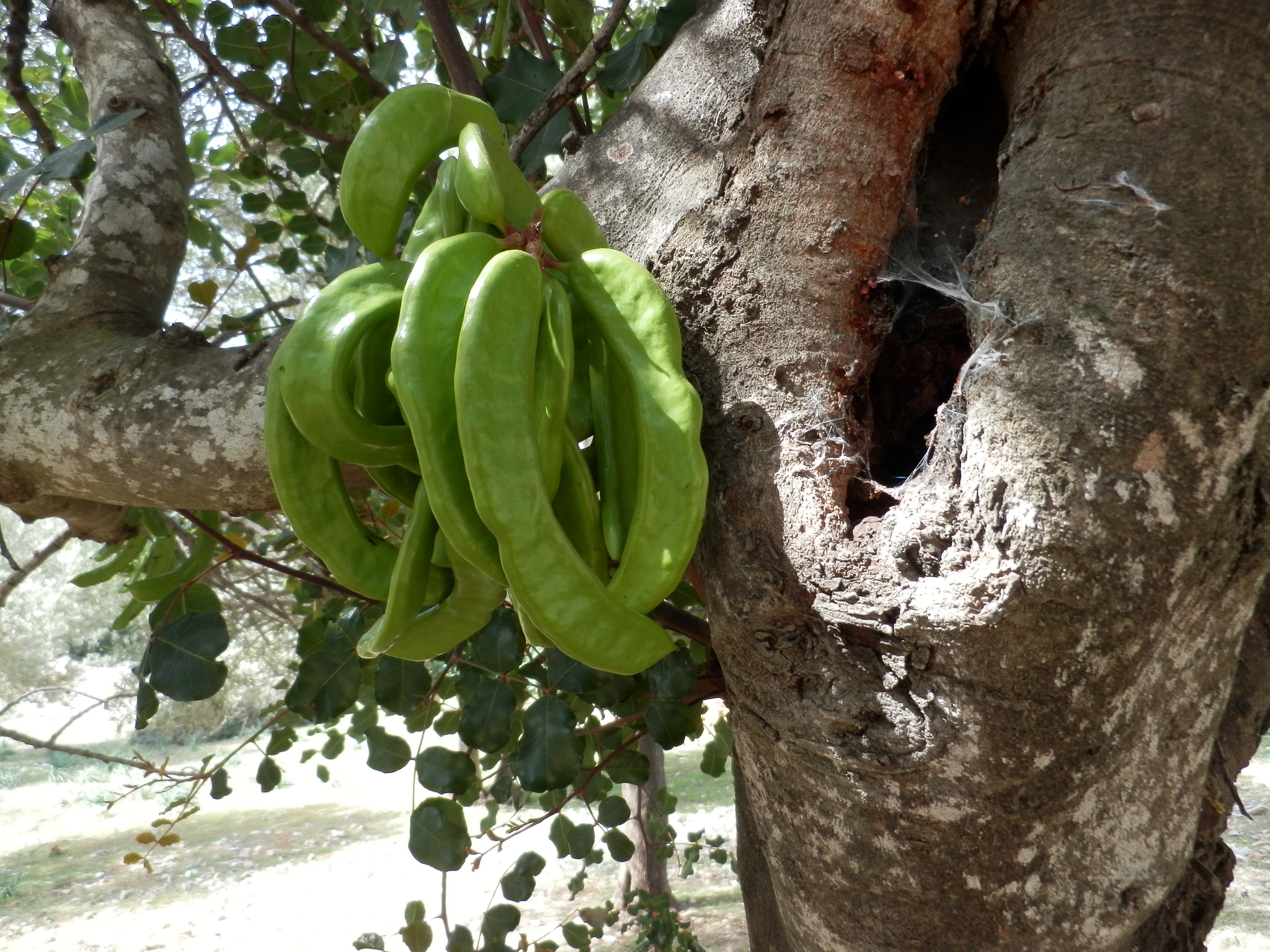Olympus SH-21 sample photo. Carob..keÇİboynuzu.. photography