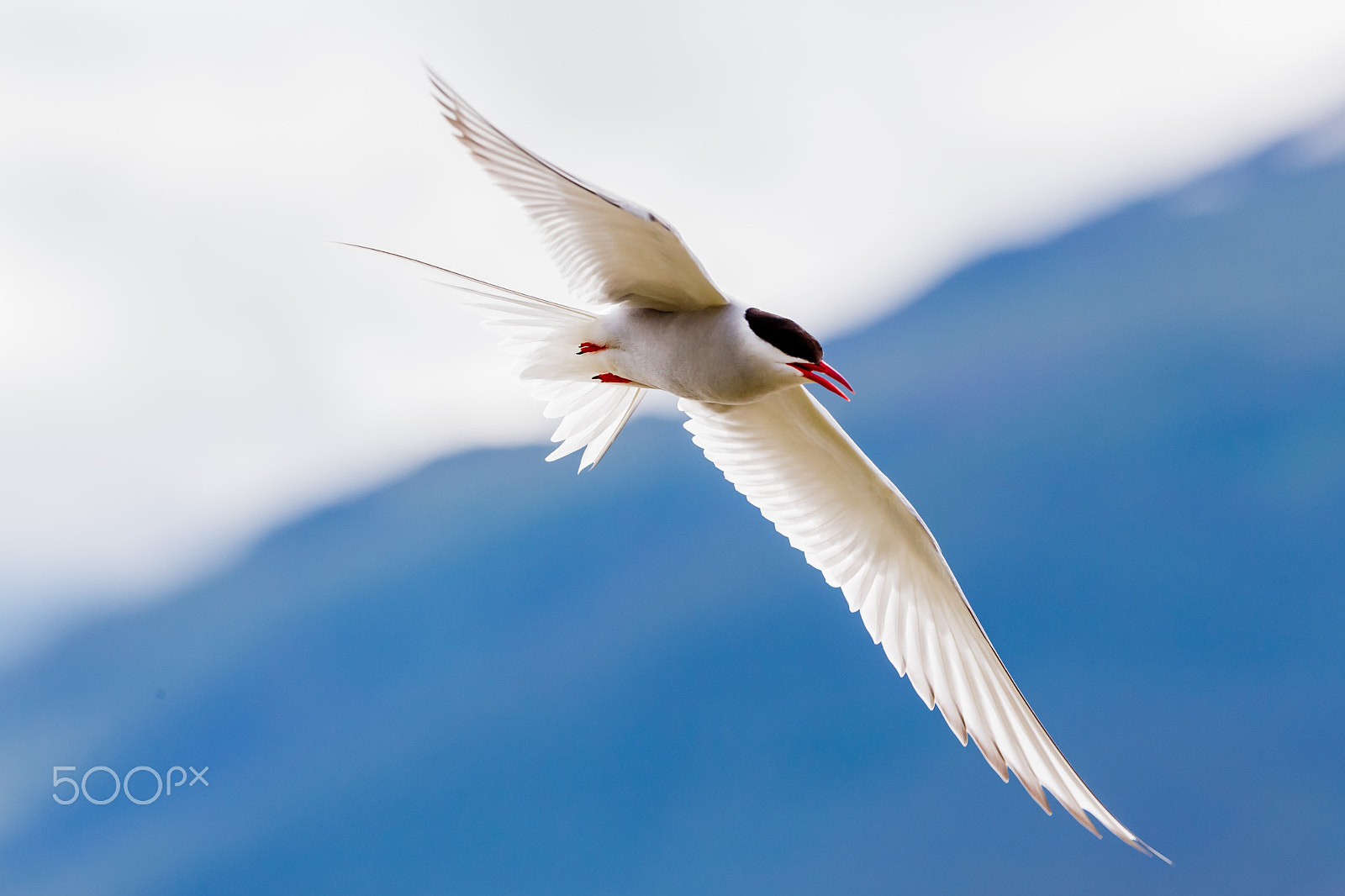 Canon EF 300mm F2.8L IS USM sample photo. Arctic tern photography