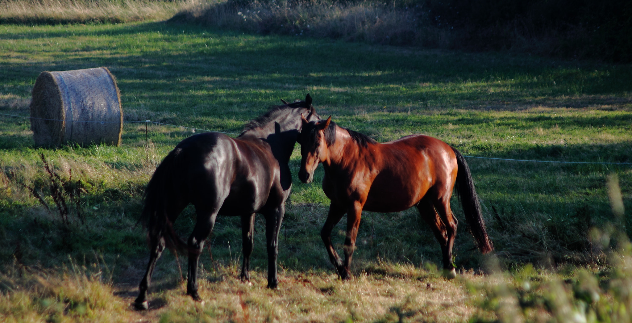 Canon 1-65535mm sample photo. Horses photography