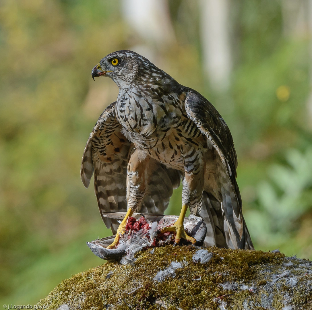 Nikon D610 + Nikon AF-S Nikkor 500mm F4G ED VR sample photo. Azor entremudad photography