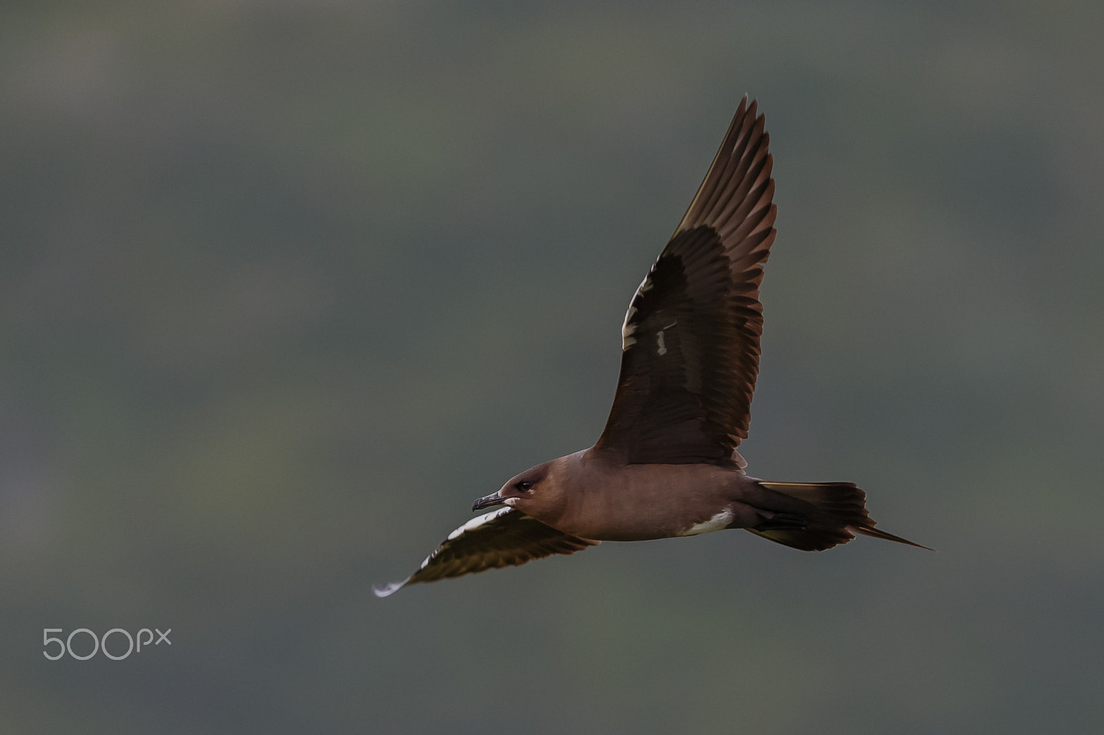 Canon EF 300mm F2.8L IS USM sample photo. Arctic skua in flight photography