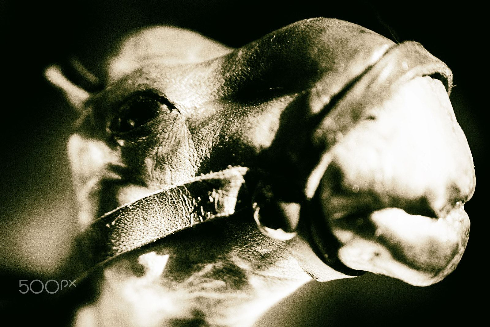 Samsung NX 20-50mm F3.5-5.6 ED sample photo. Camel photography