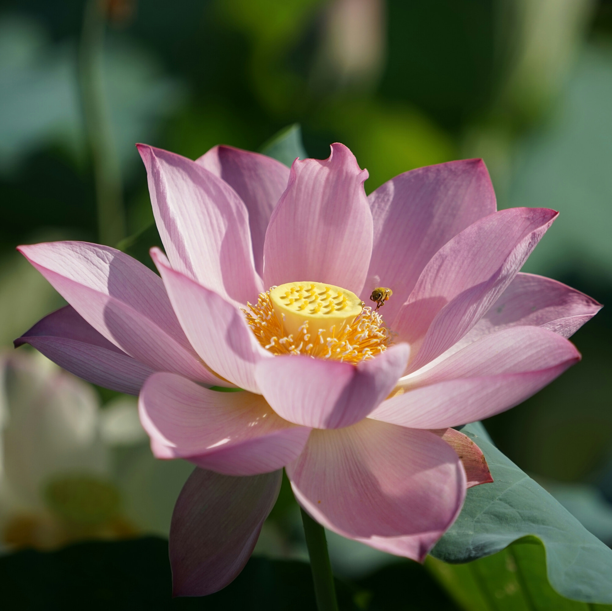 Sony a7 + Sony FE 70-200mm F4 G OSS sample photo. Lotus at hometown-2 photography