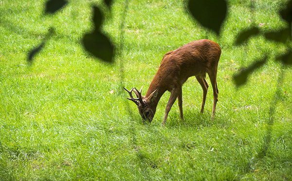 Olympus OM-D E-M1 + Panasonic Lumix G Vario 45-200mm F4-5.6 OIS sample photo. Roe-deer photography