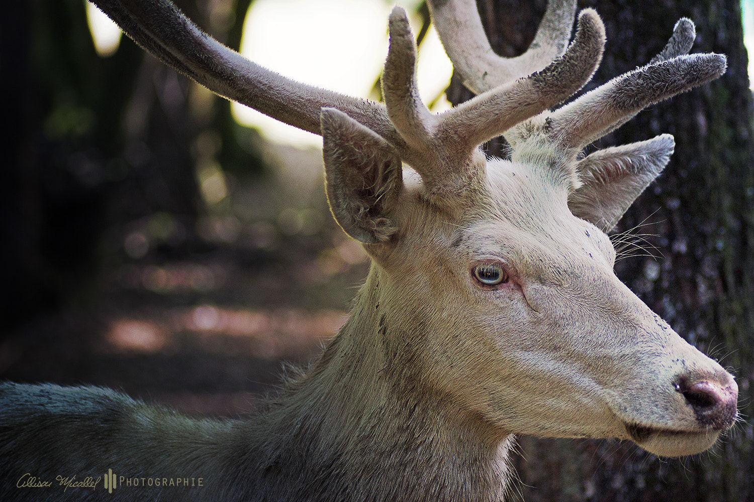Canon EOS 600D (Rebel EOS T3i / EOS Kiss X5) + Tamron SP AF 90mm F2.8 Di Macro sample photo. Stag photography